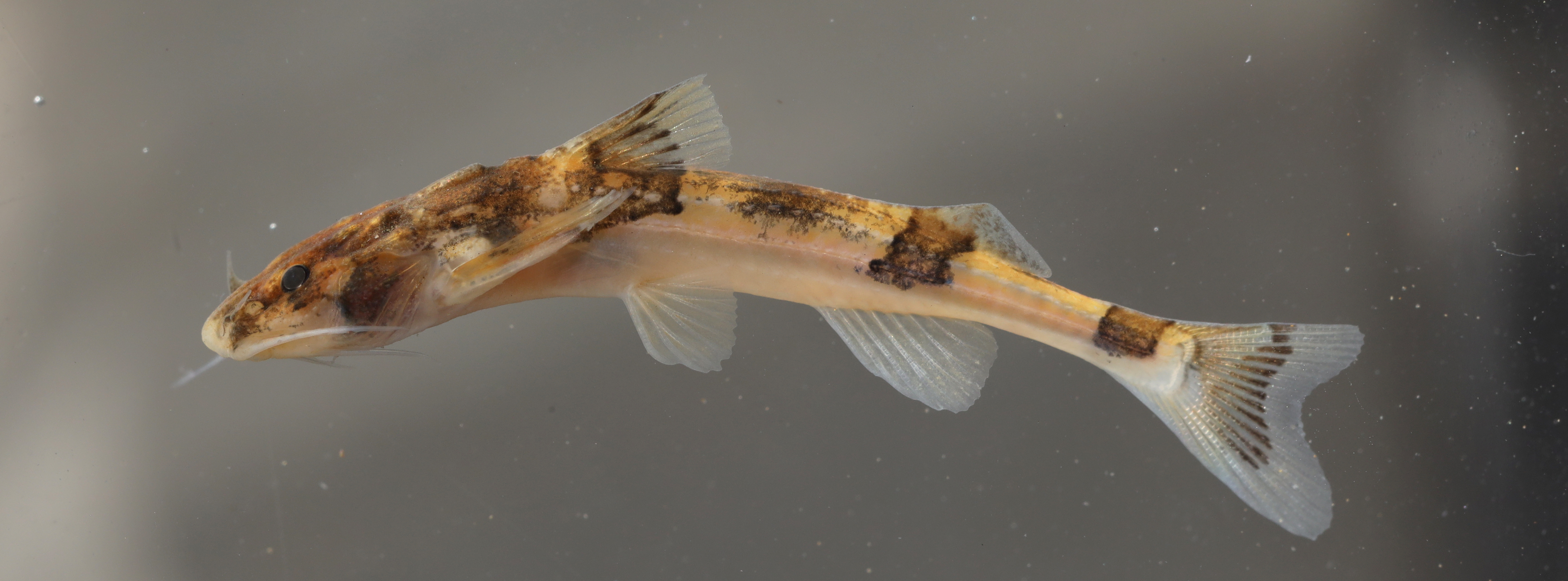 Goonch (Bagarius yarrelli) — Sisoridae — 3