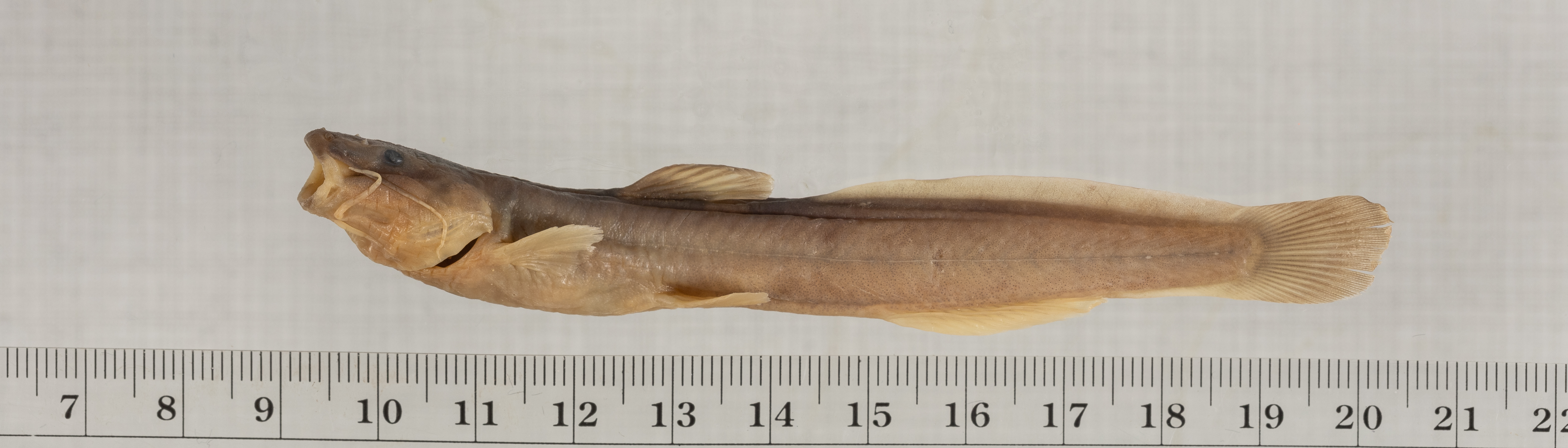 Eel catfish (Heptapterus mustelinus) — Heptapteridae — 5