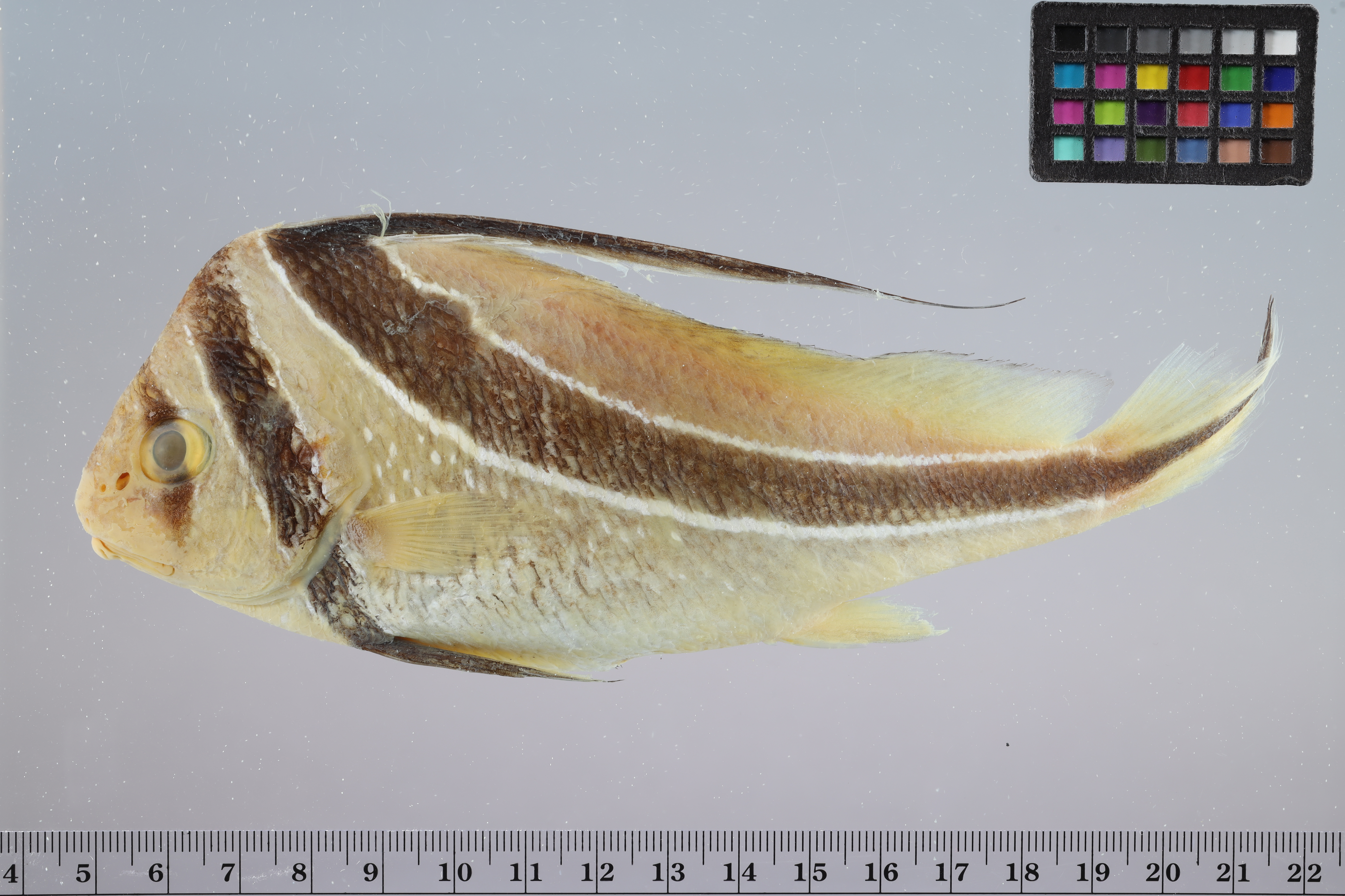 Jackknife-fish (Equetus lanceolatus) — Sciaenidae — 3