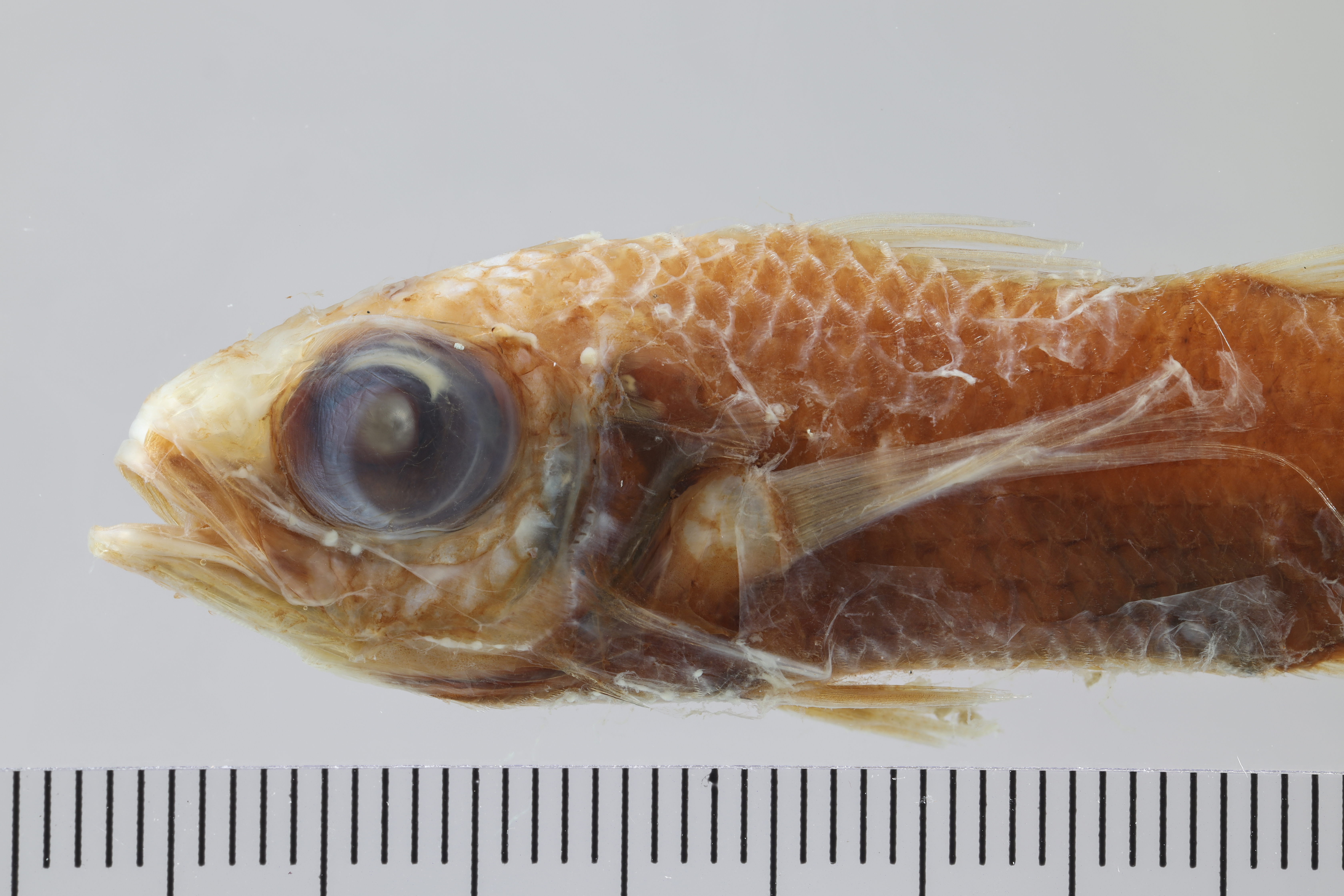 Pelagic basslet (Howella brodiei) — Howellidae — 3