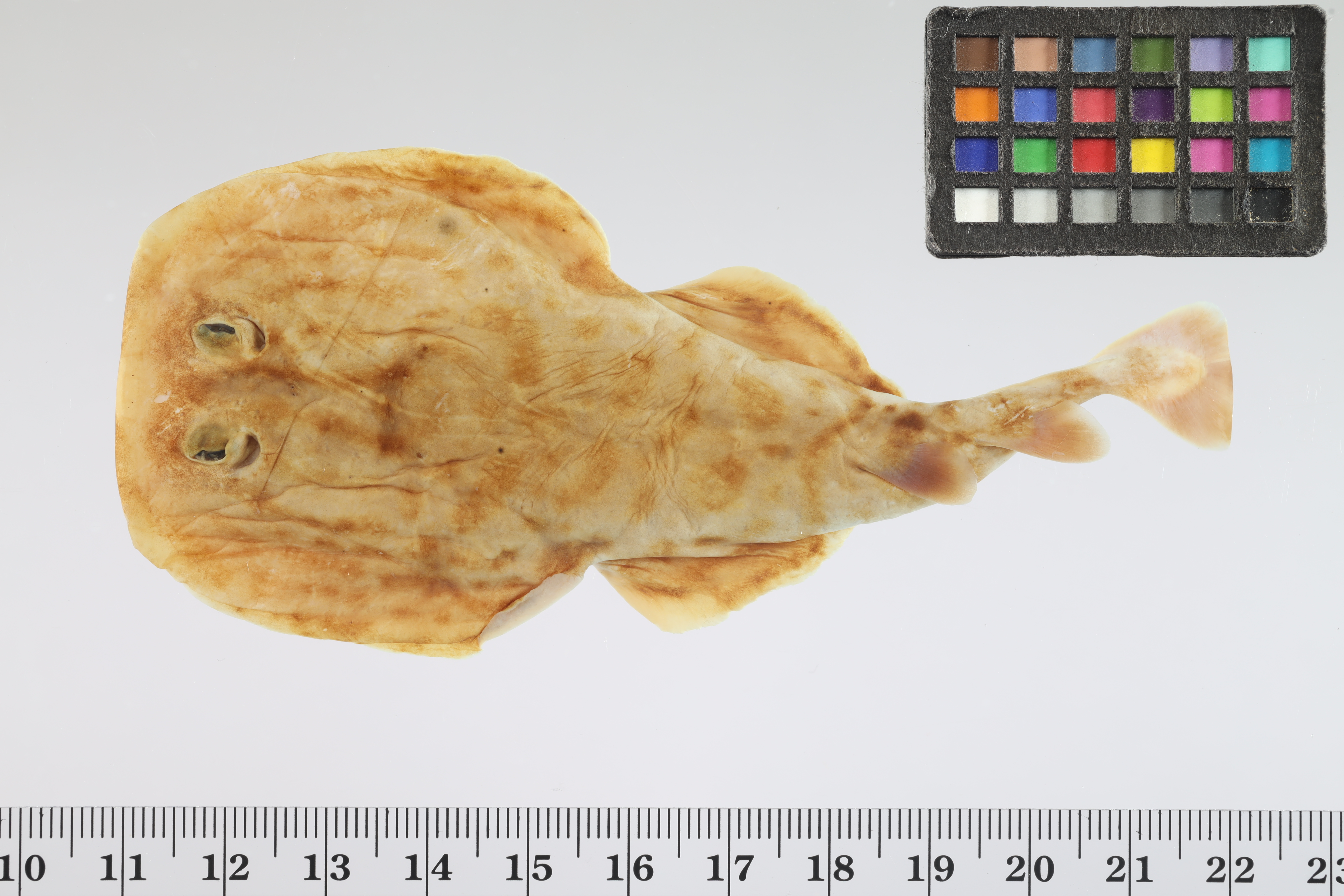 Painted dwarf electric ray (Diplobatis pictus) — Narcinidae
