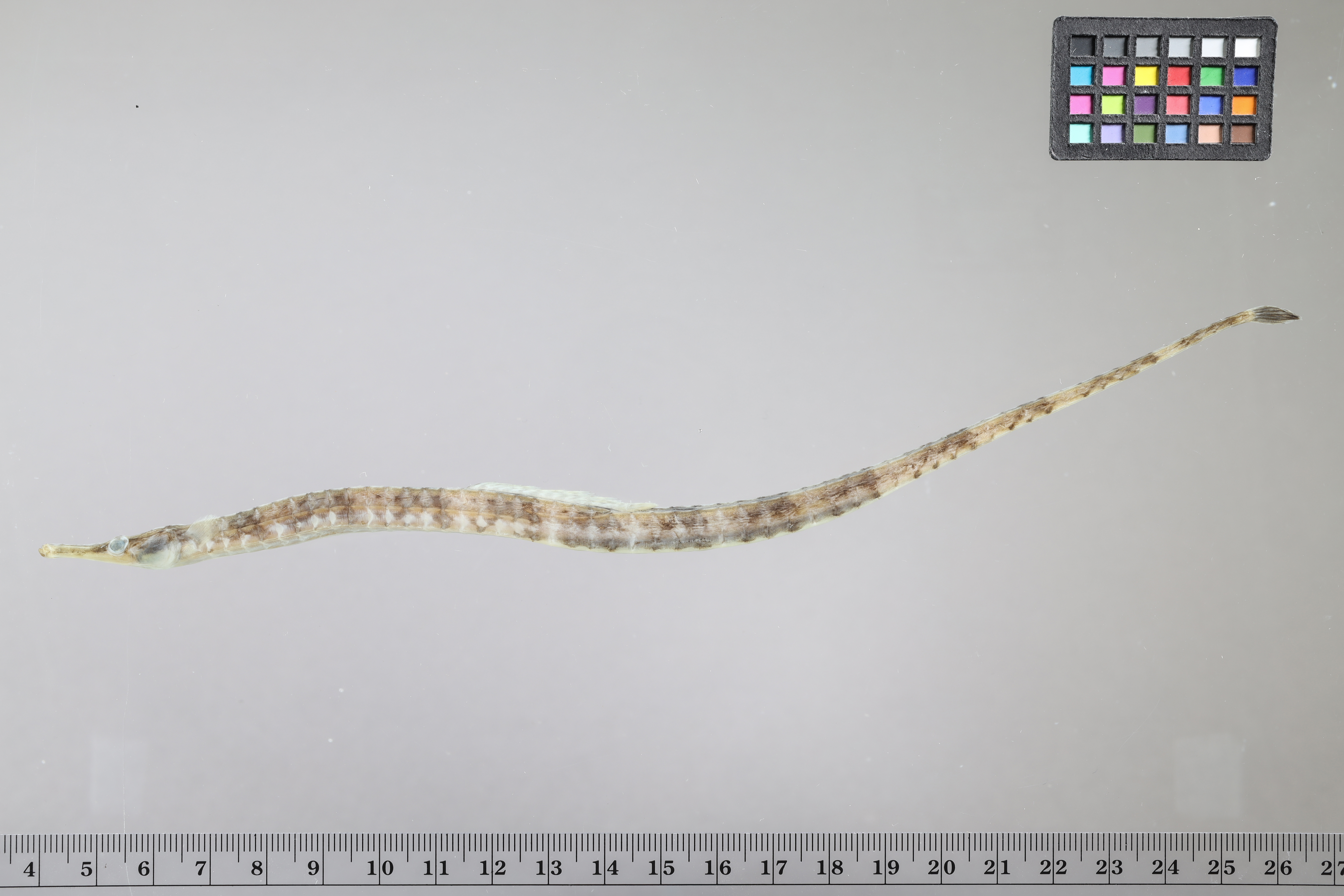 Syngnathus louisianae thumbnail