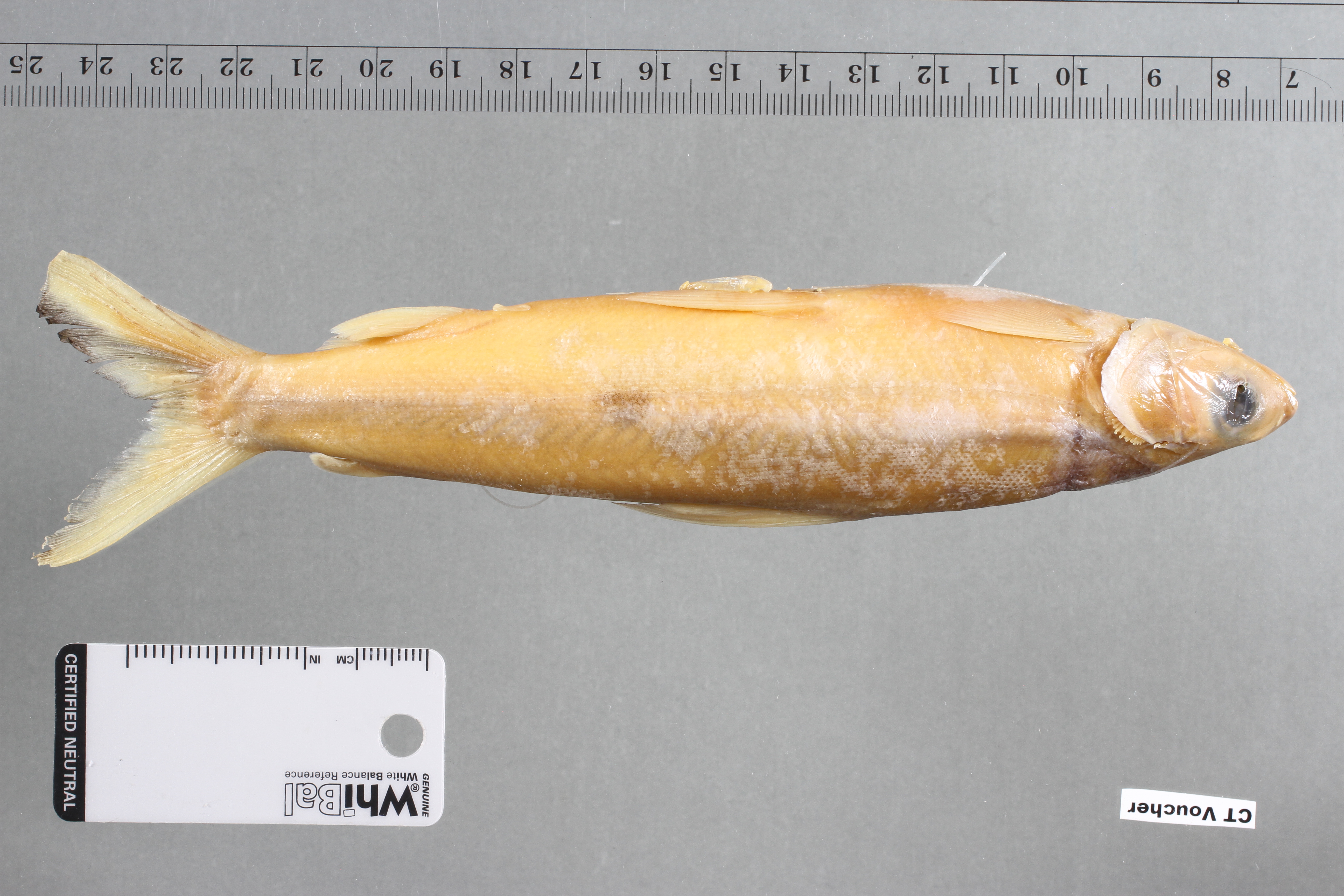 Anodus elongatus — Hemiodontidae — 3