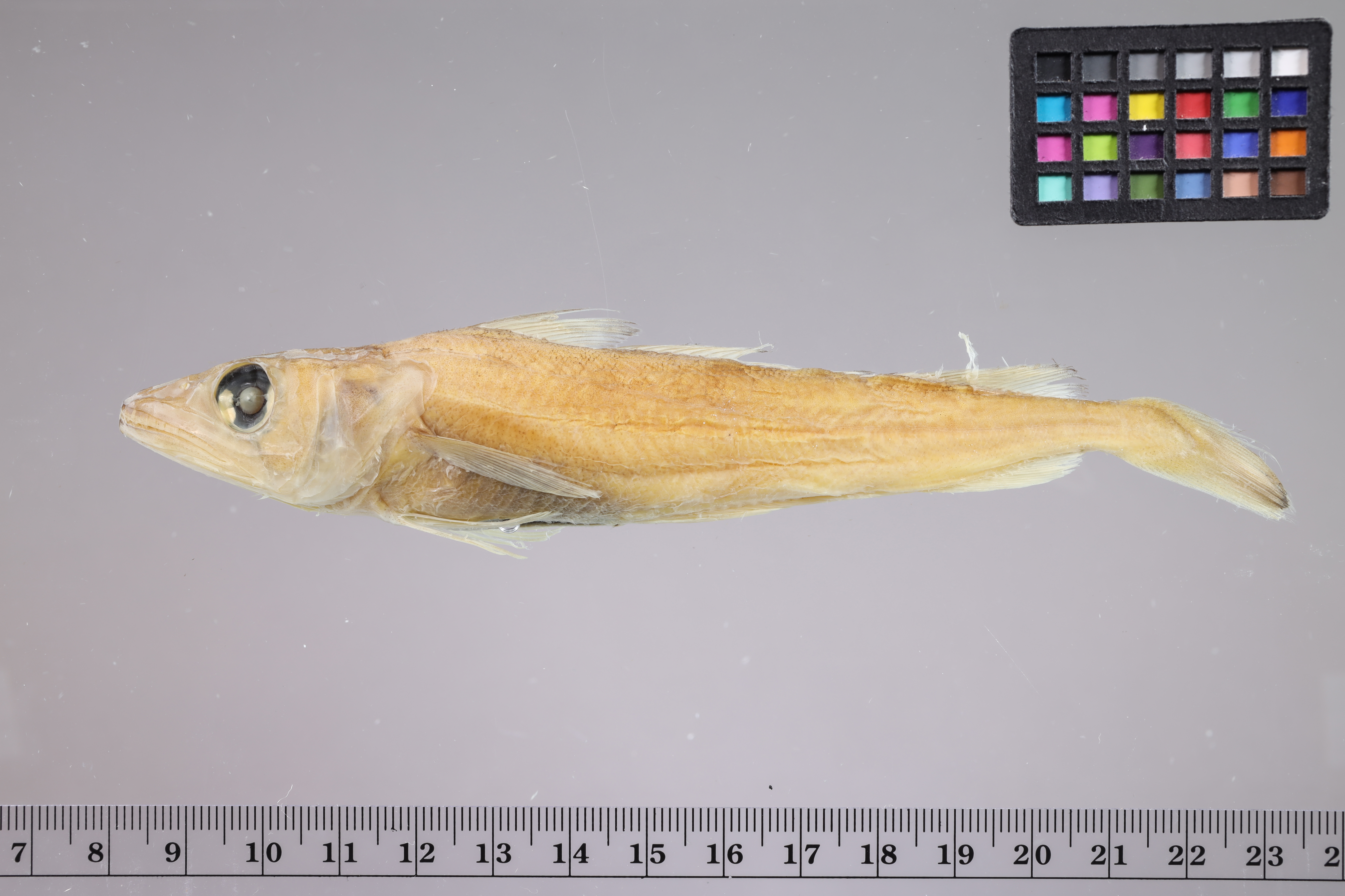 Merluccius albidus