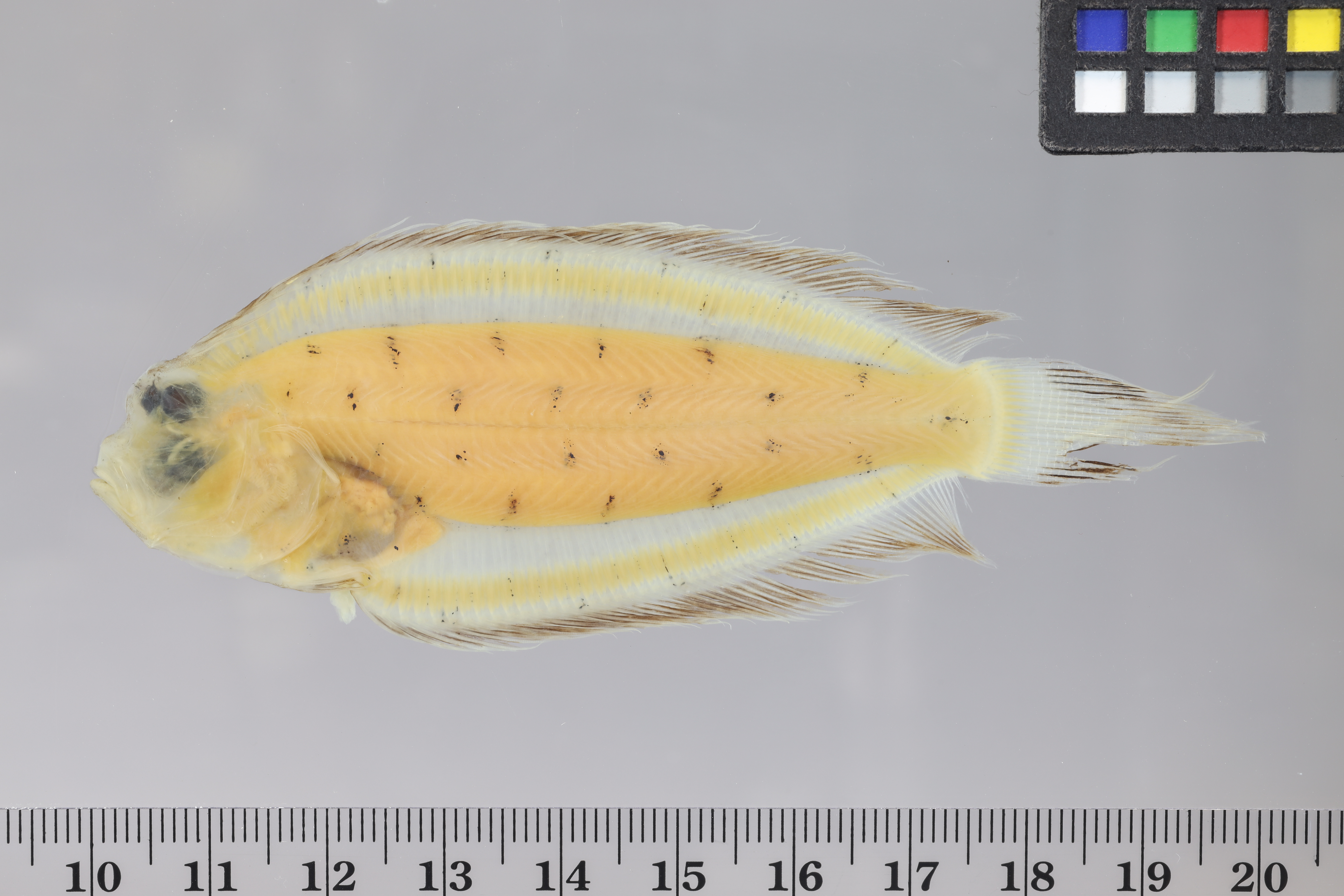 Poecilopsetta inermis