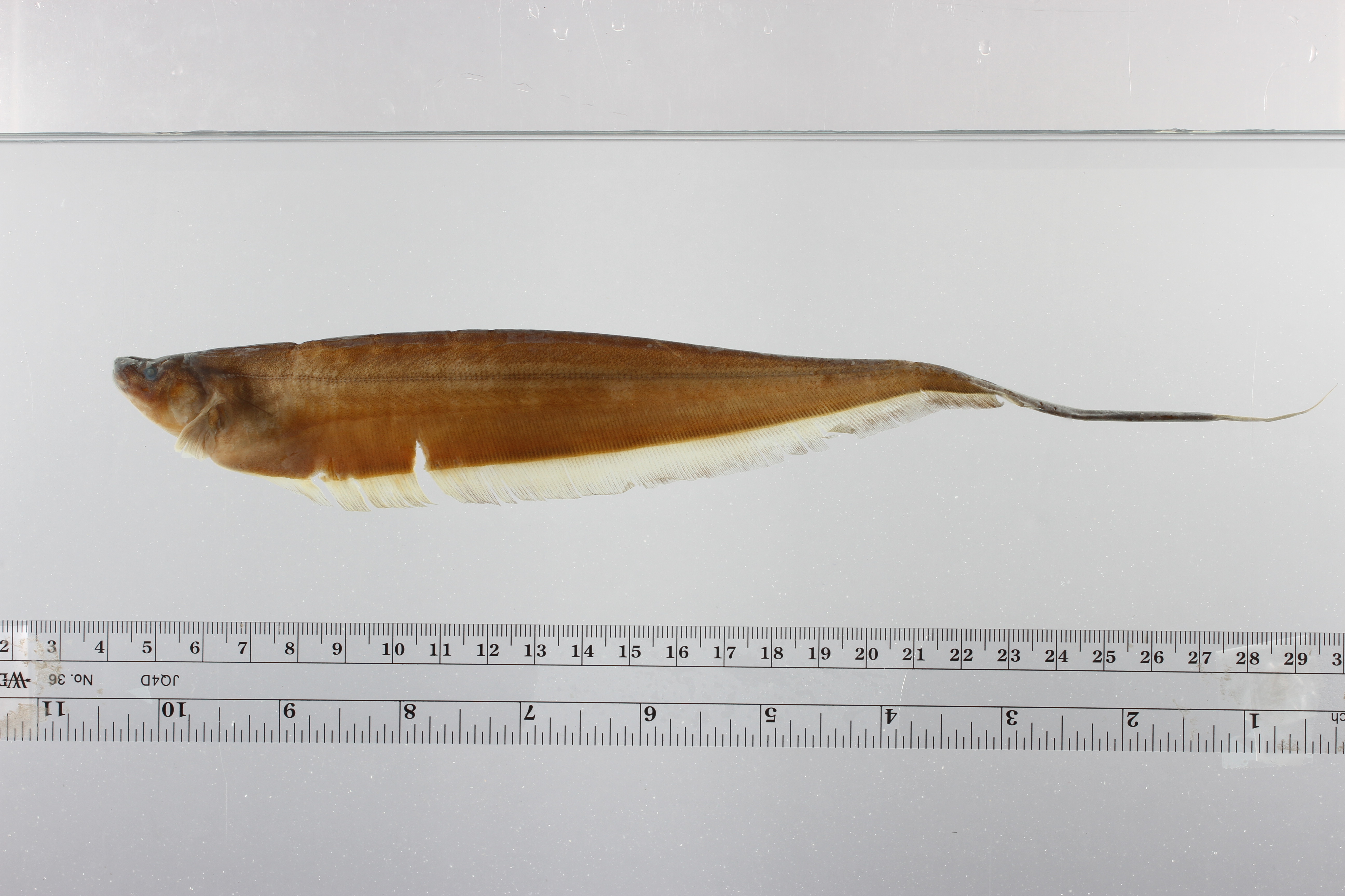 Kegelsnuit-mesvis (Distocyclus conirostris) — Sternopygidae — 2