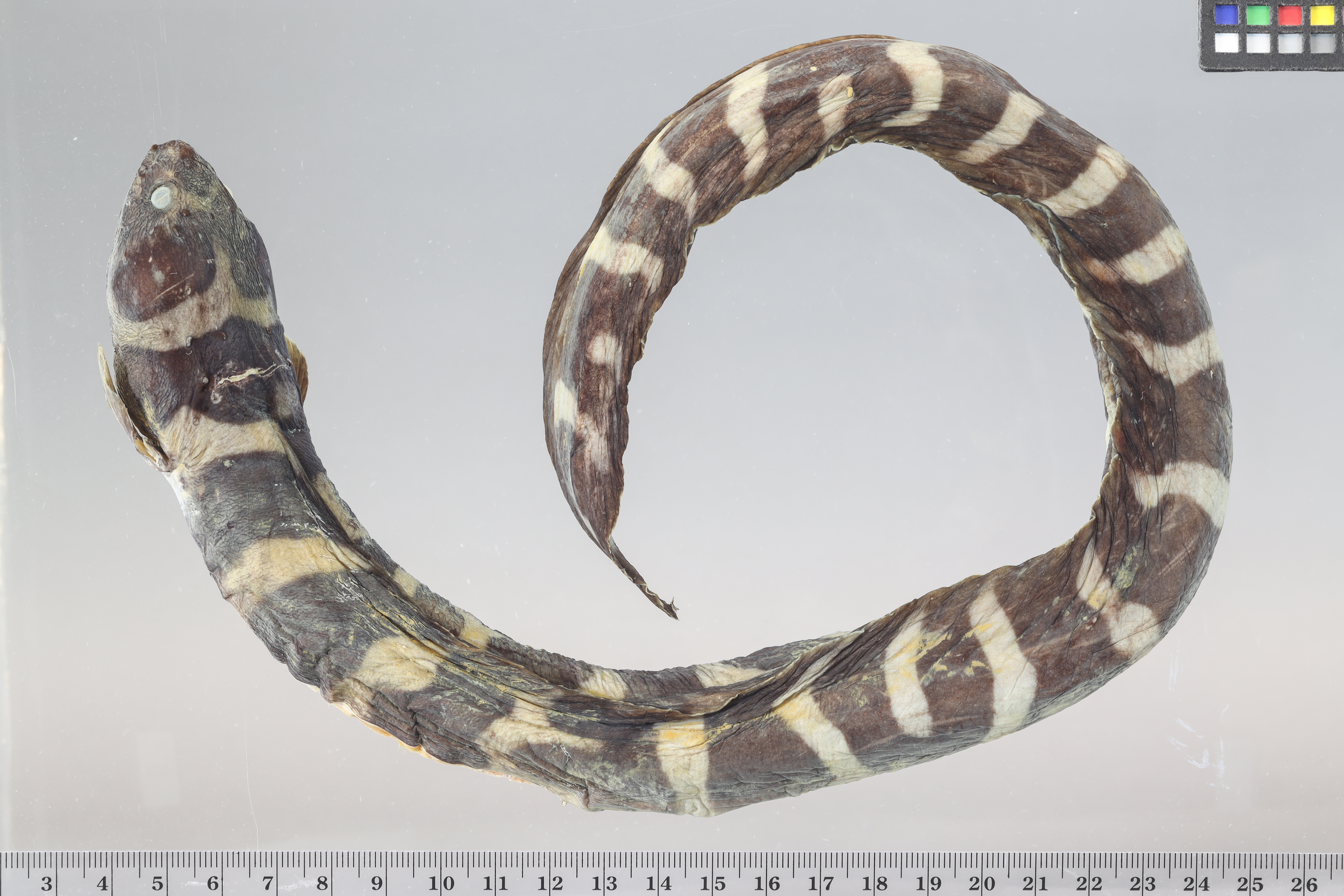 Pholidichthys leucotaenia thumbnail