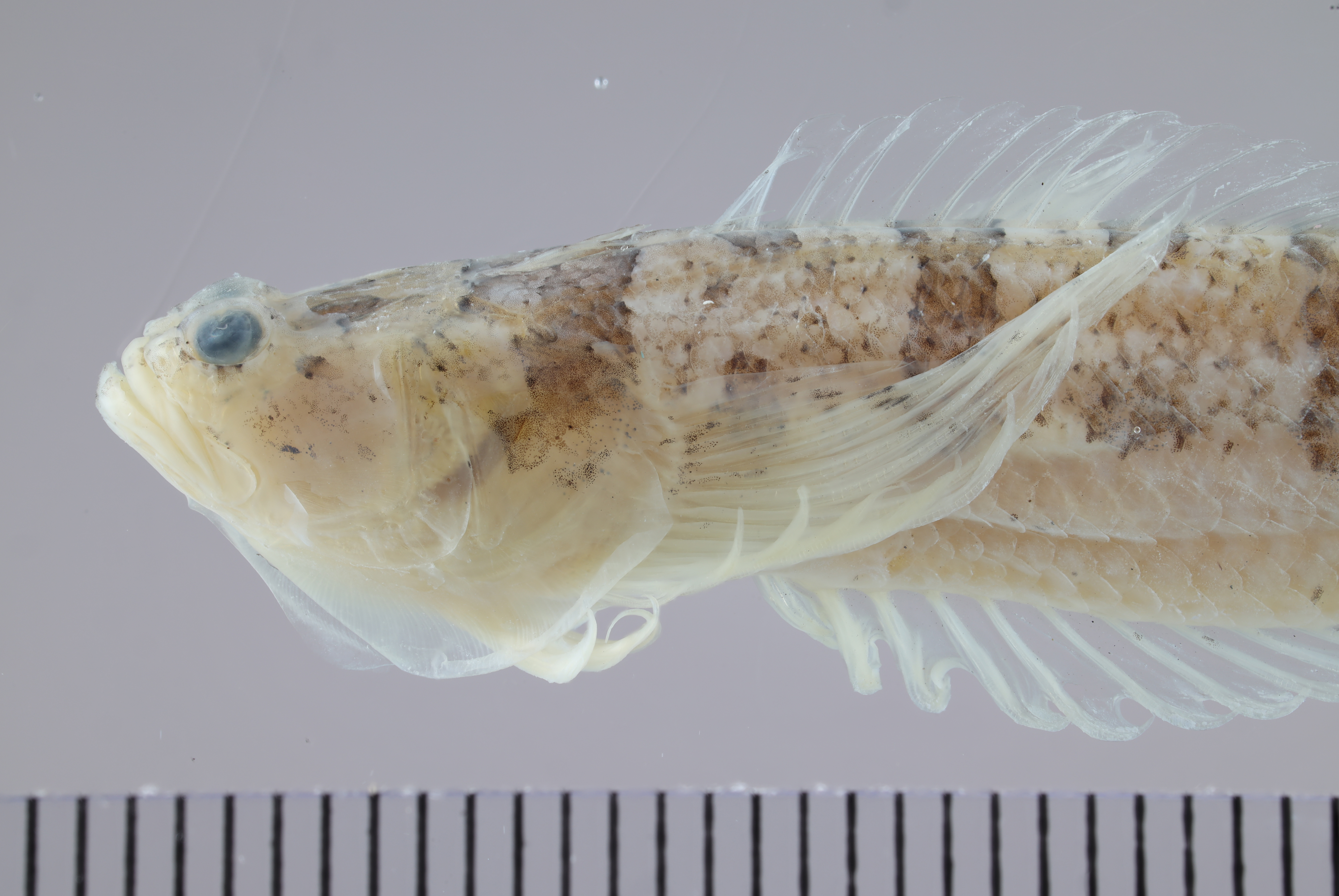 Greys zandkijker (Gillellus greyae) — Dactyloscopidae — 3