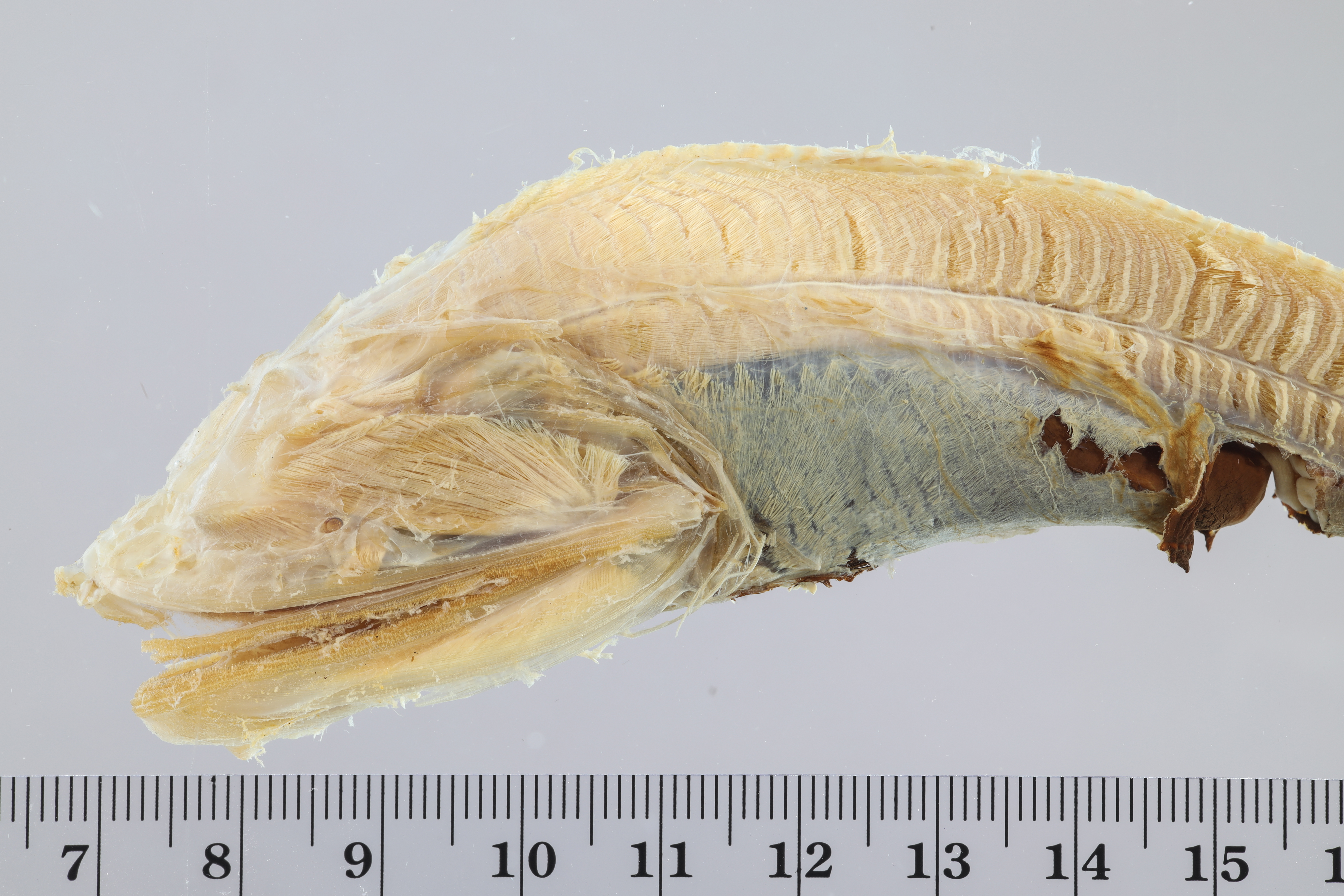Gyrinomimus