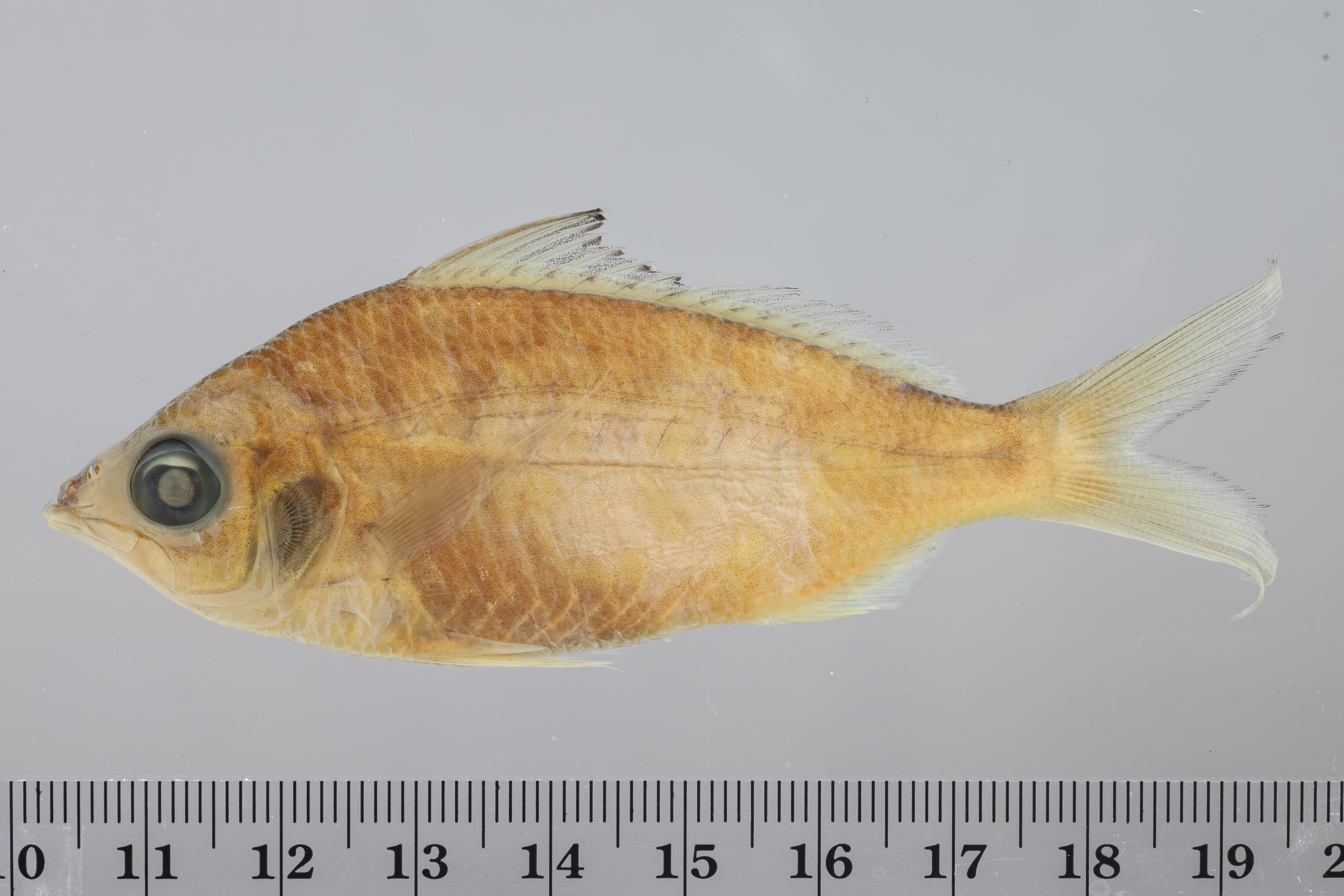 Spotfin mojarra (Eucinostomus argenteus) — Gerreidae — 5