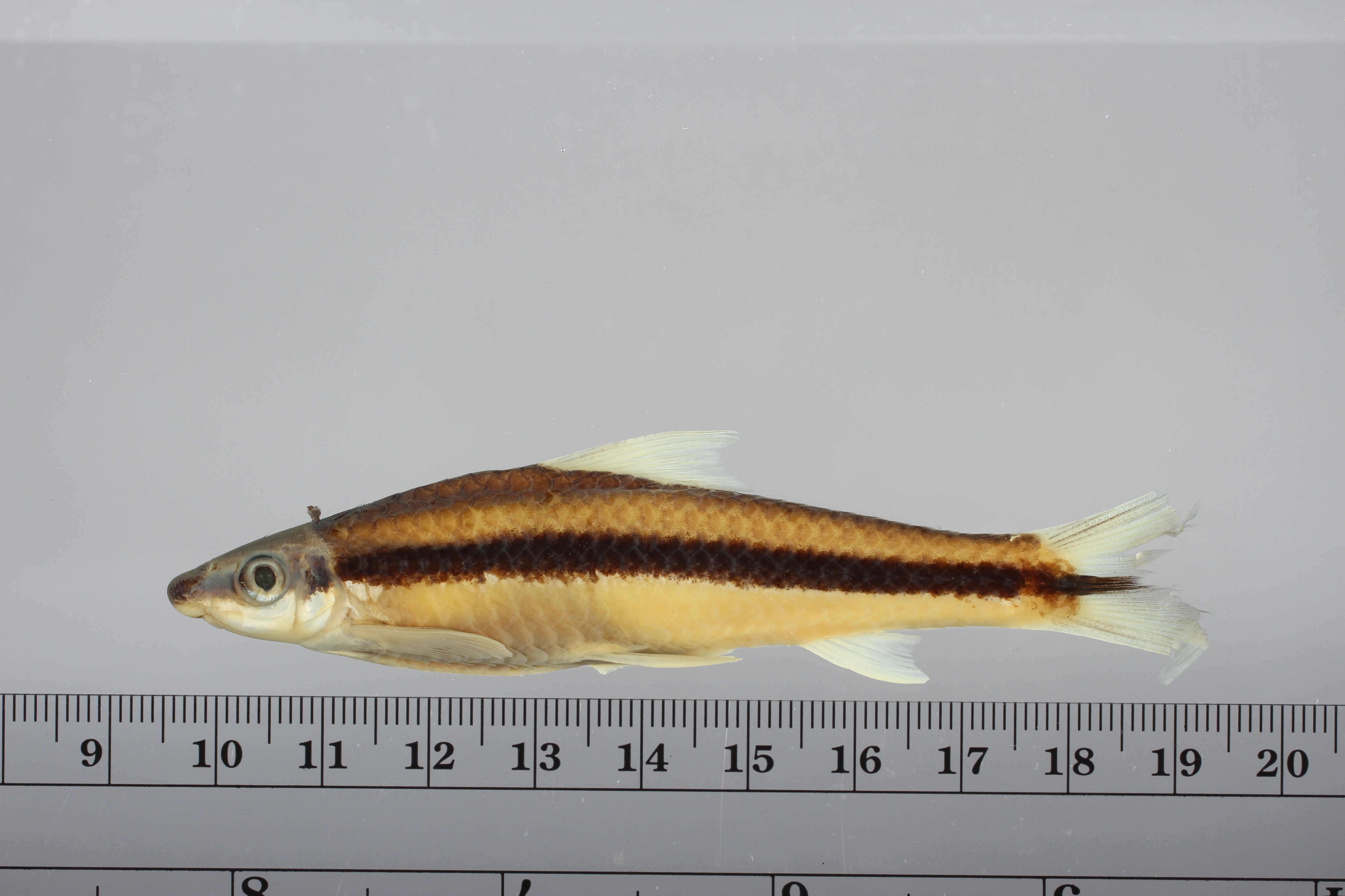 Siamese algae eater (Crossocheilus oblongus) — Cyprinidae — 2