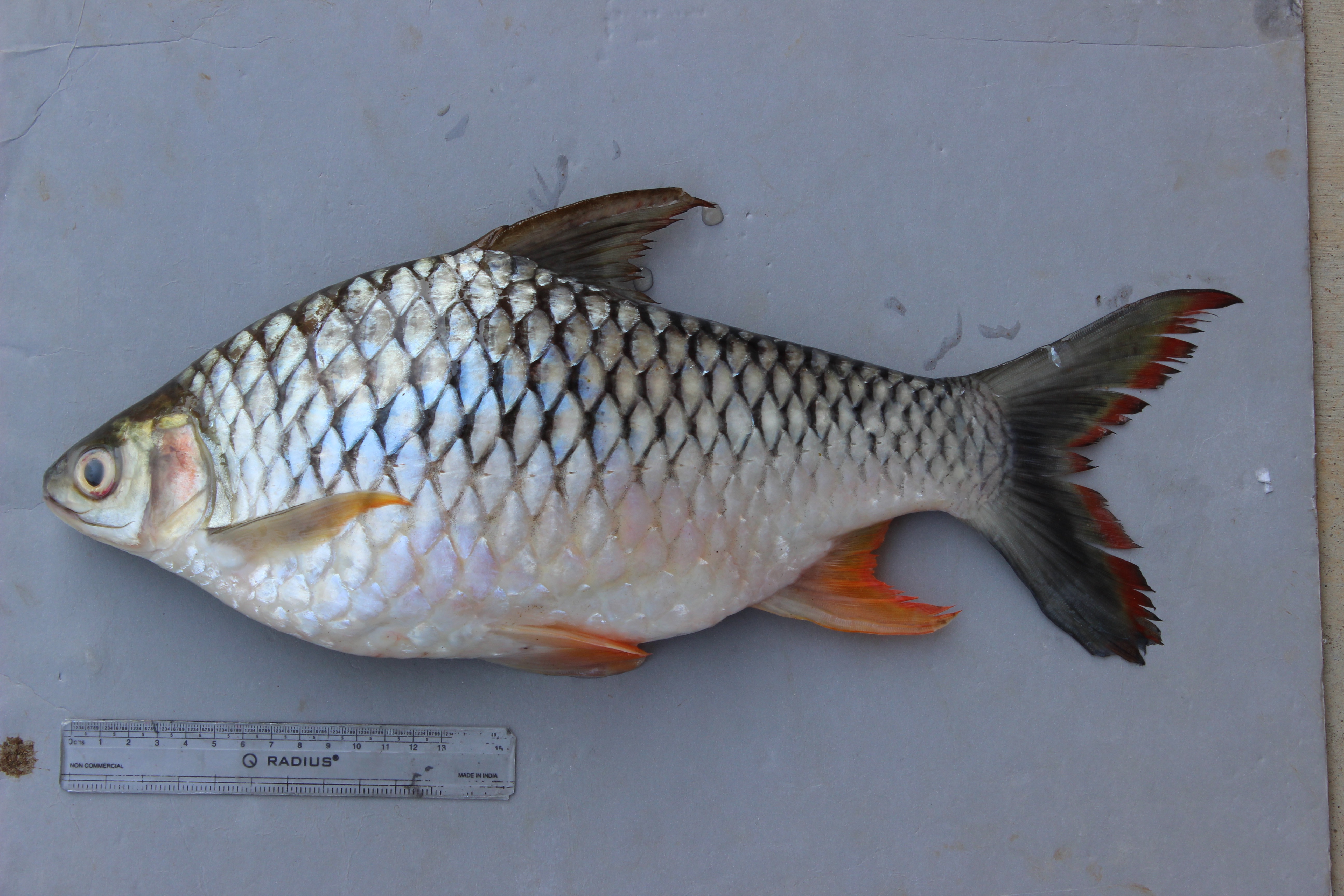 Hypsibarbus suvattii thumbnail