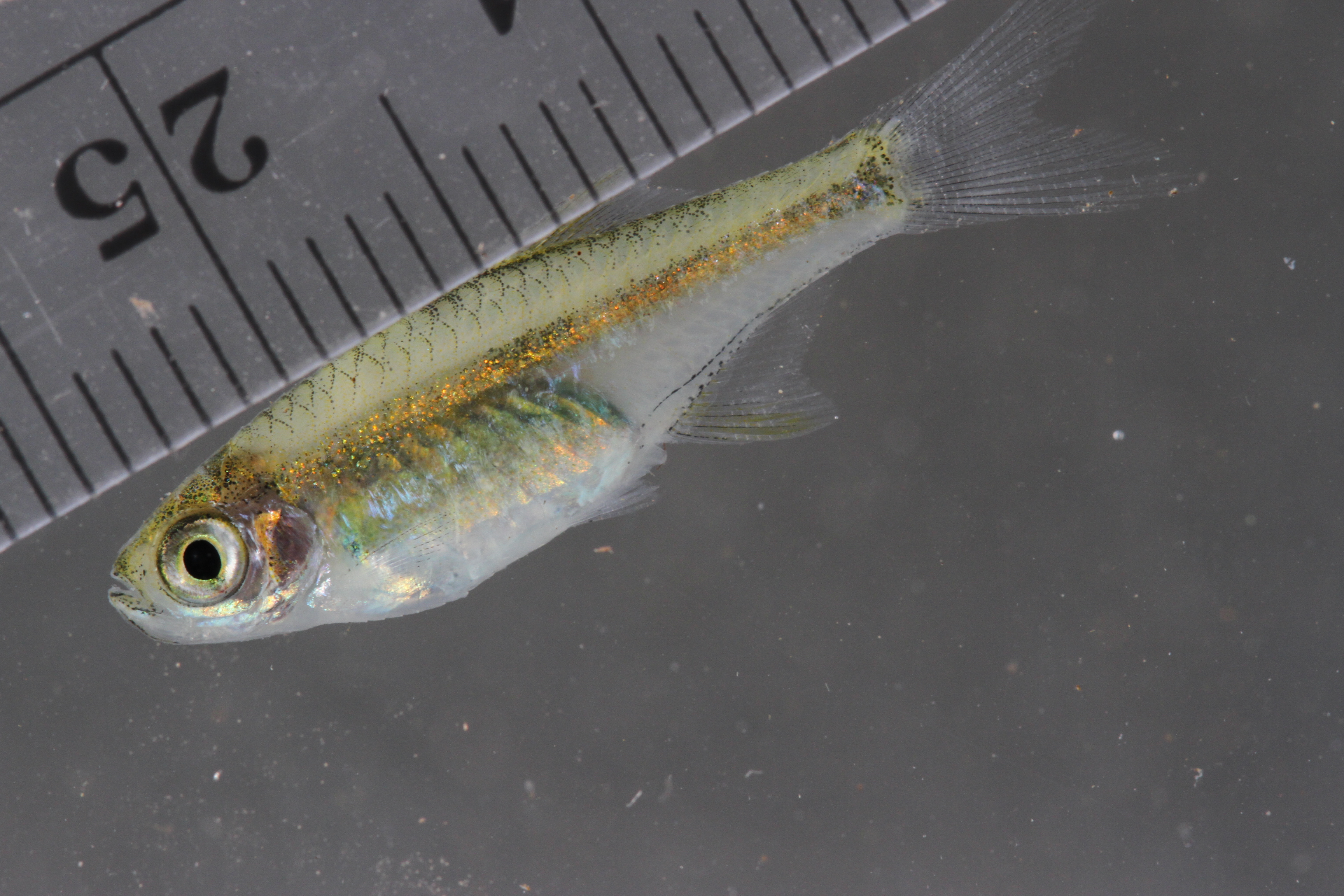 Microdevario kubotai