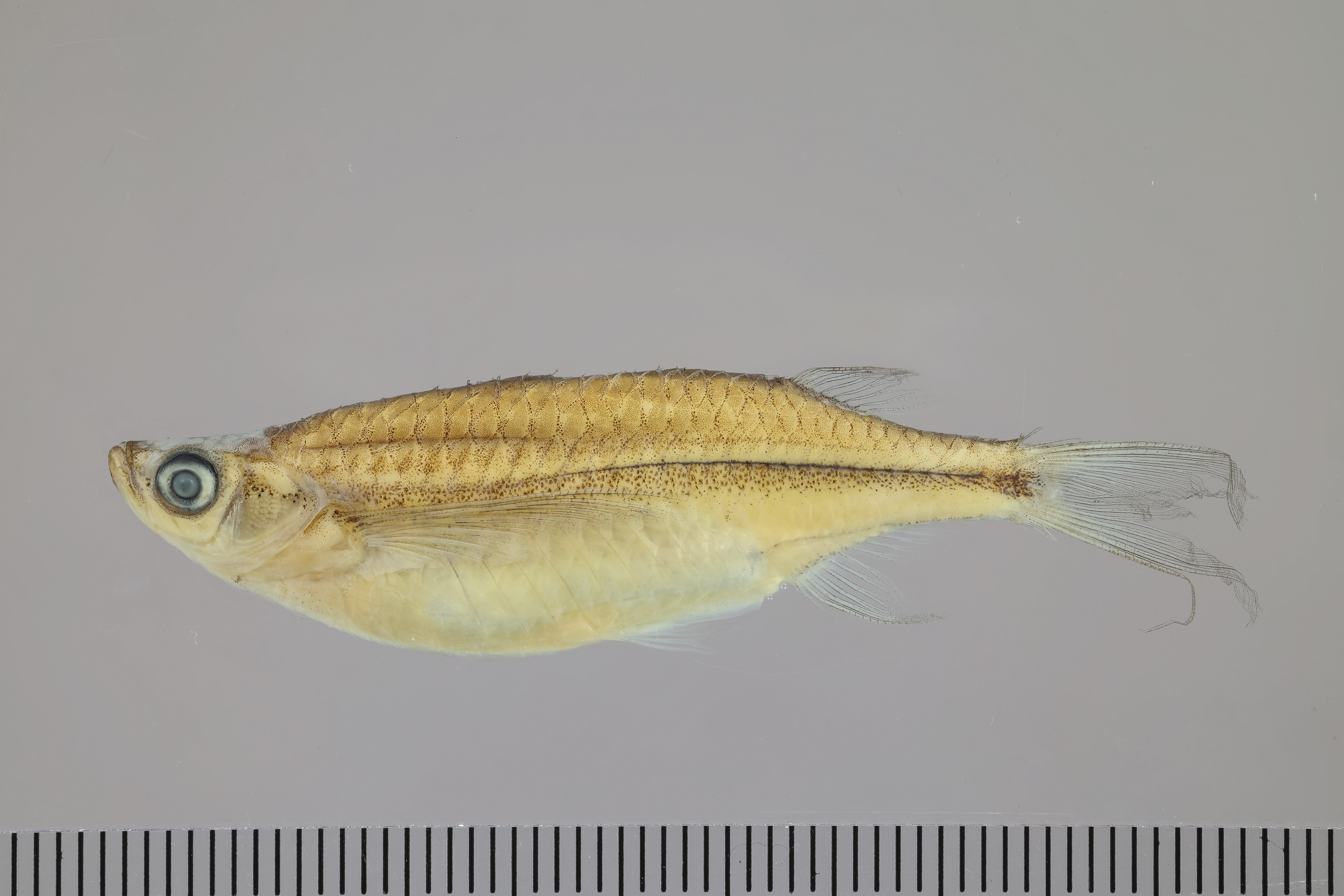Malayan minnow (Malayochela maassi) — Cyprinidae — 2