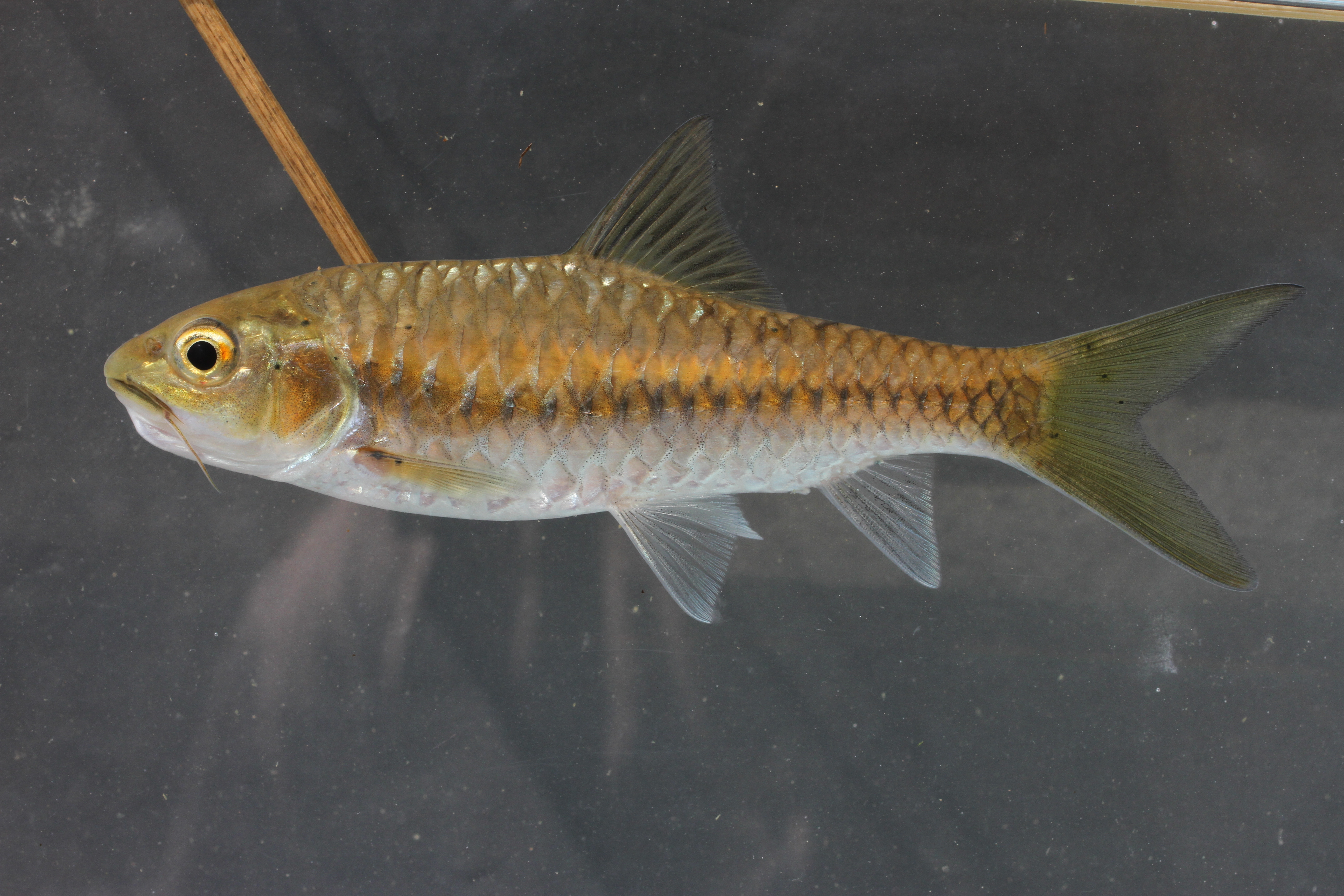 Blue mahseer (Neolissochilus stracheyi) — Cyprinidae — 2