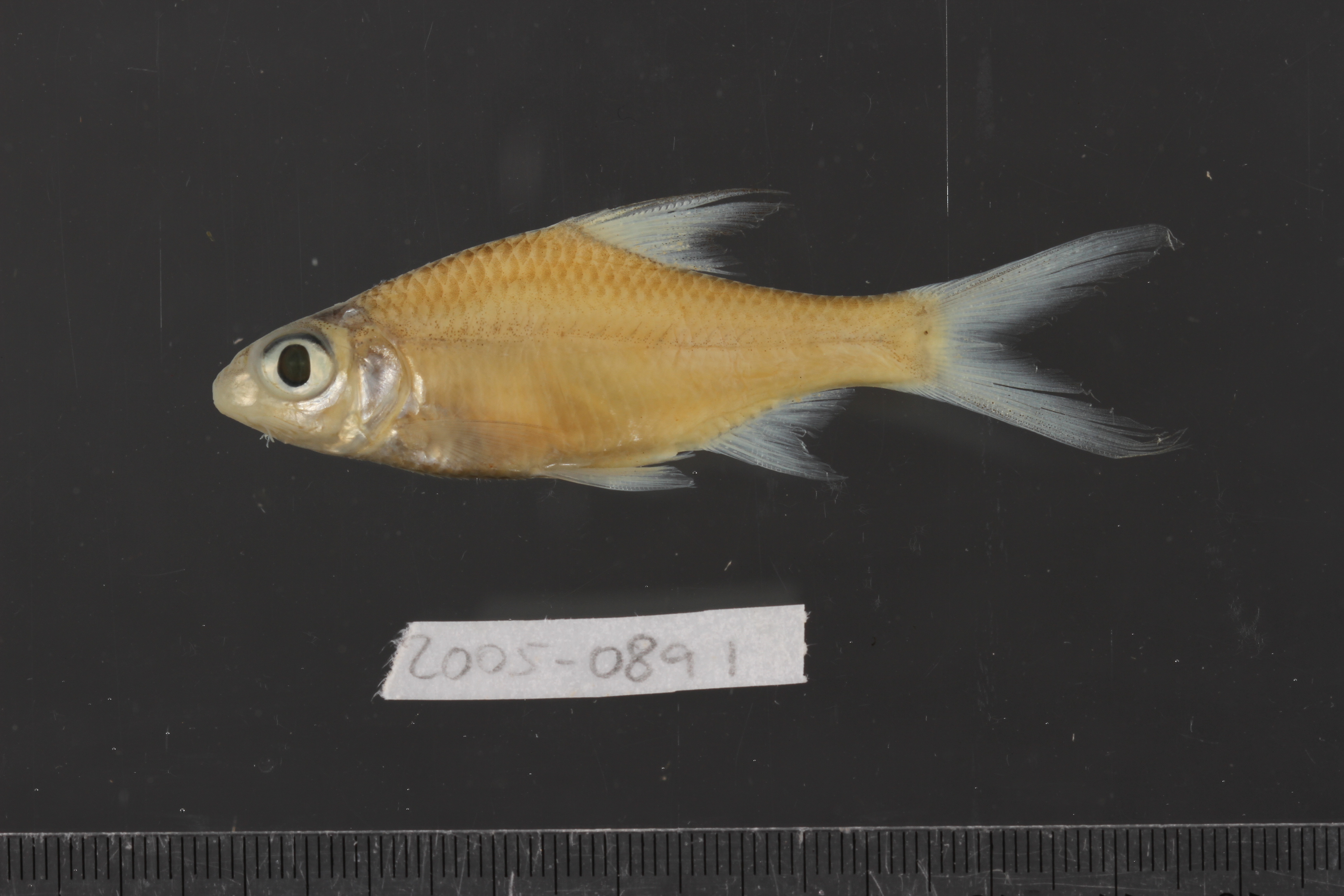 Cyclocheilichthys heteronema thumbnail