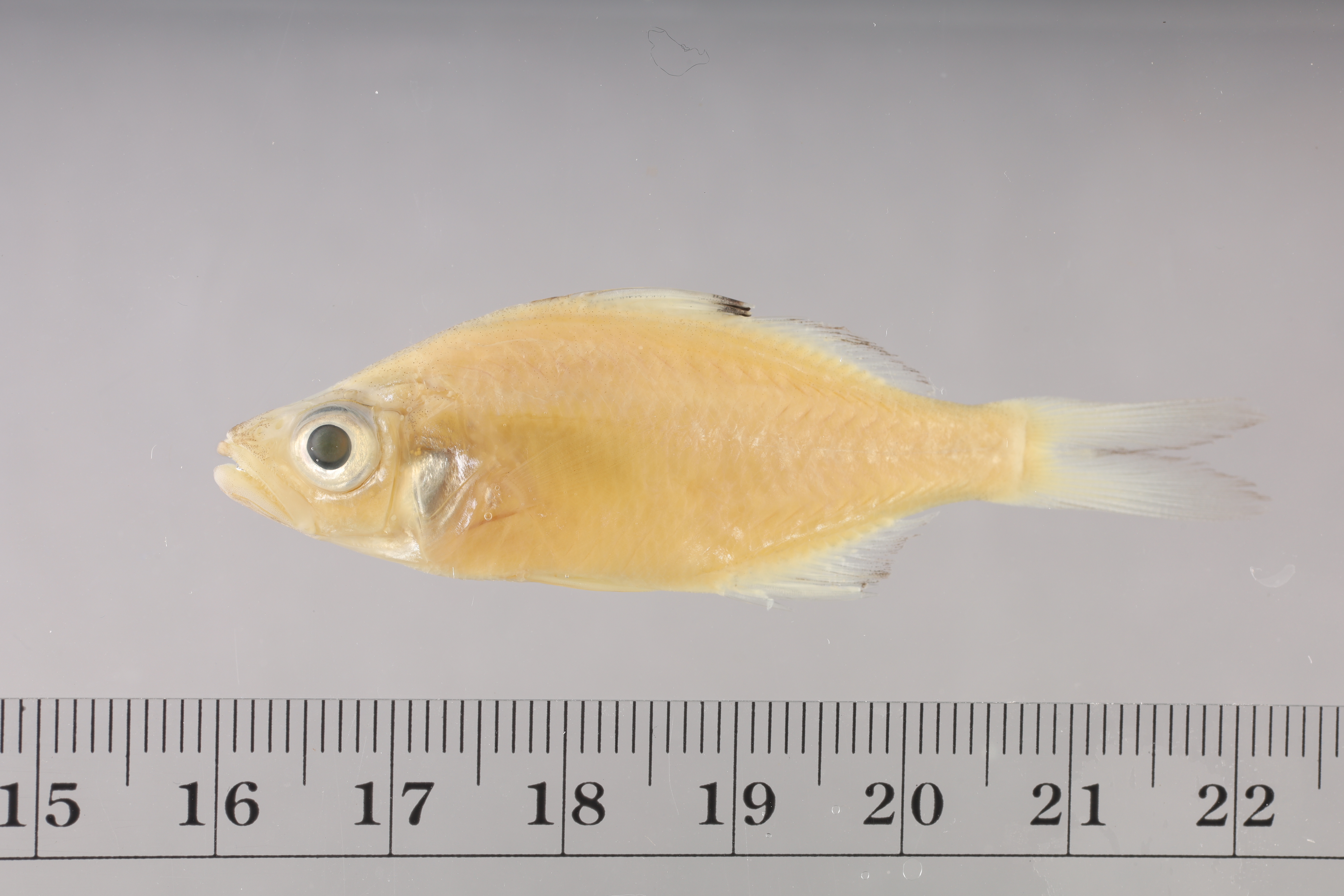 Paradoxodacna piratica thumbnail