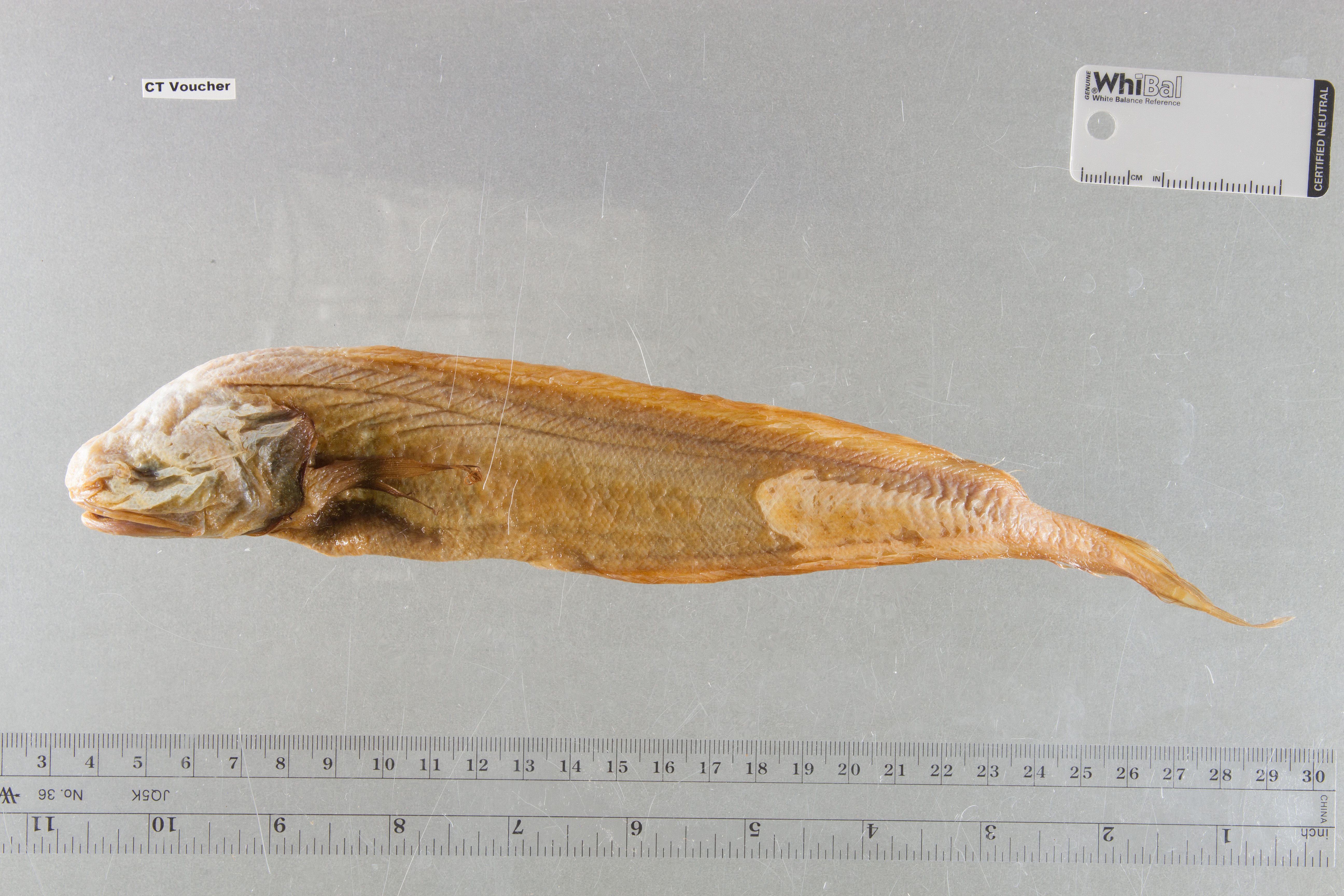 Holcomycteronus digittatus