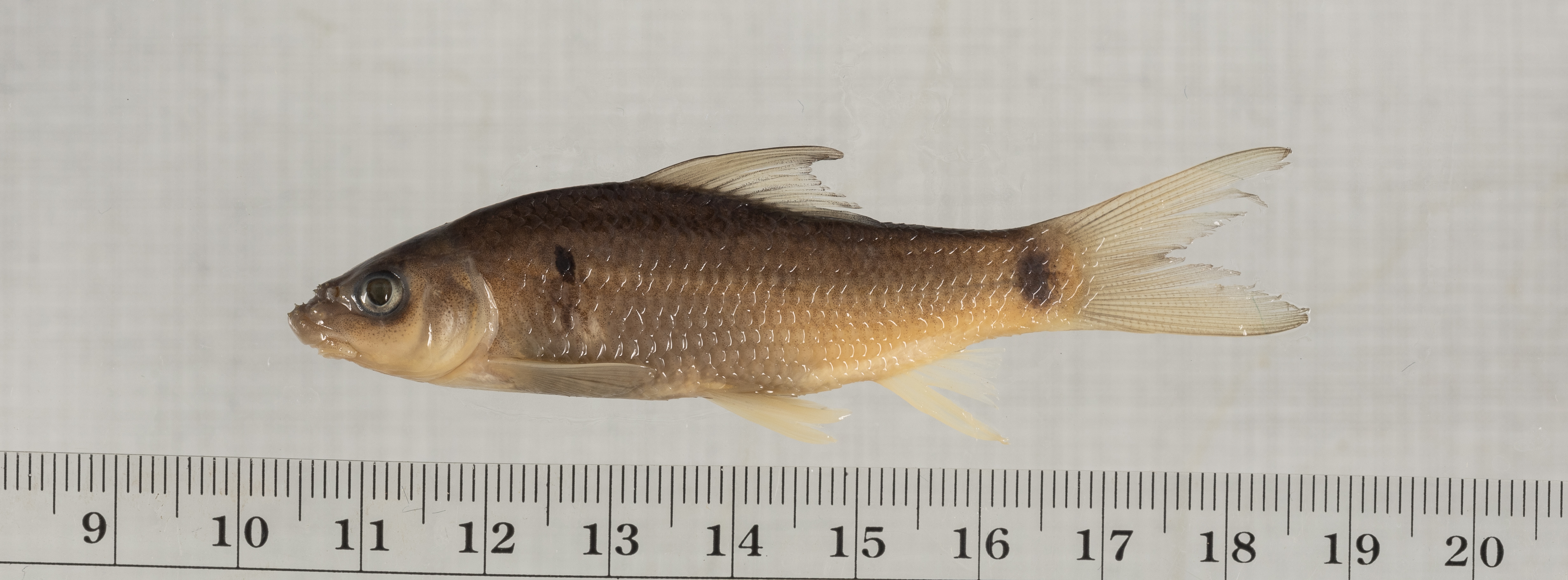 Devdevi-labeo (Bangana devdevi) — Cyprinidae