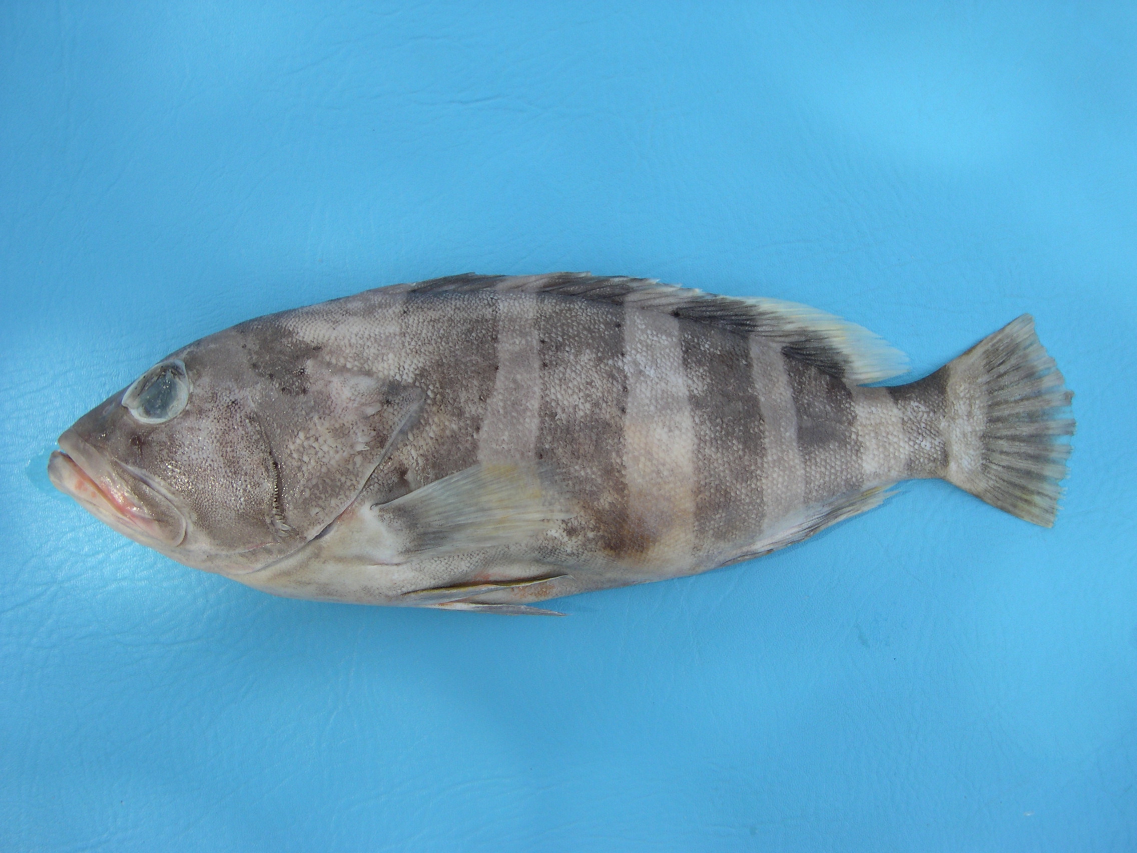 Epinephelus amblycephalus thumbnail