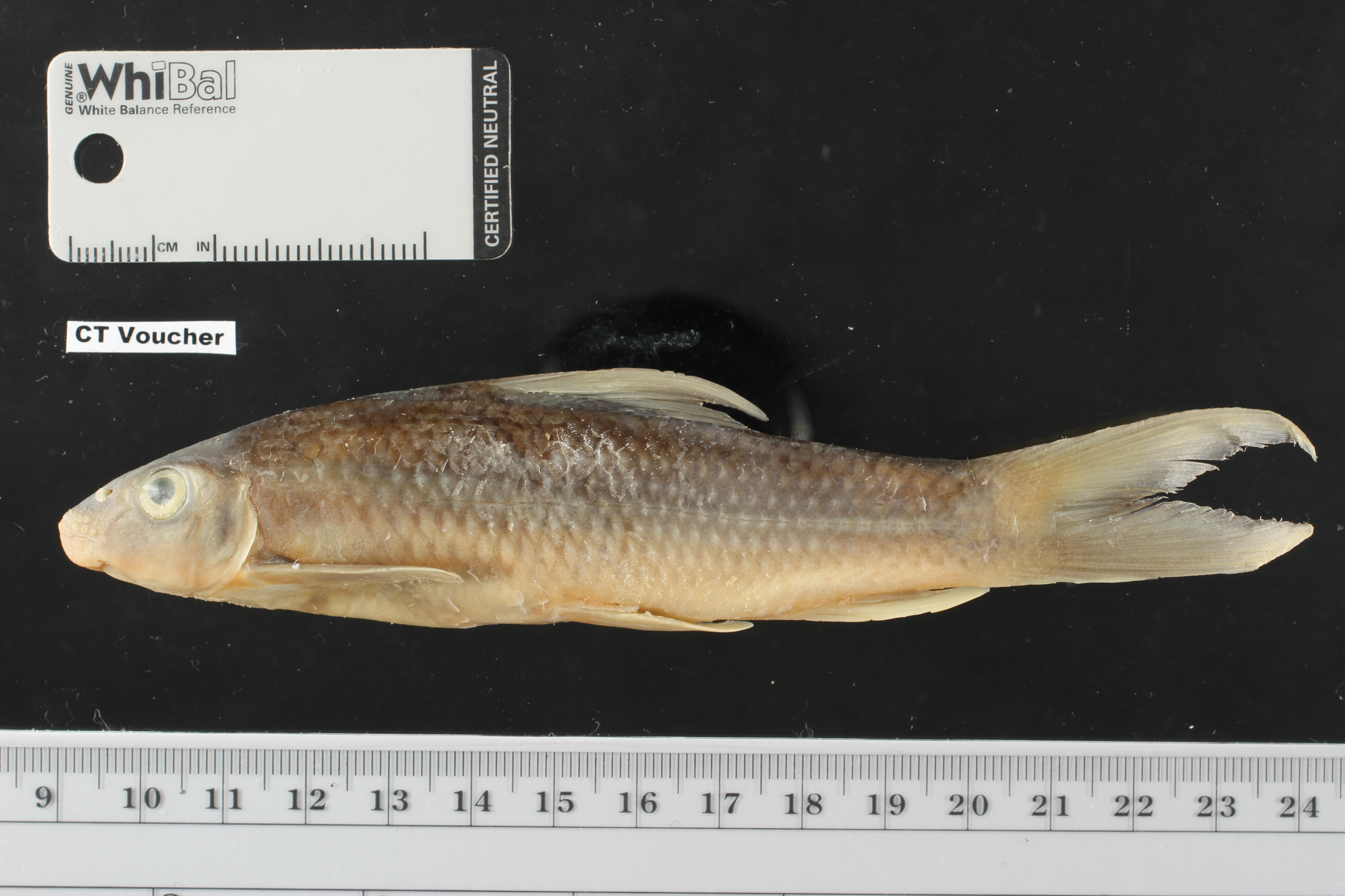 Mekongina erythrospila thumbnail