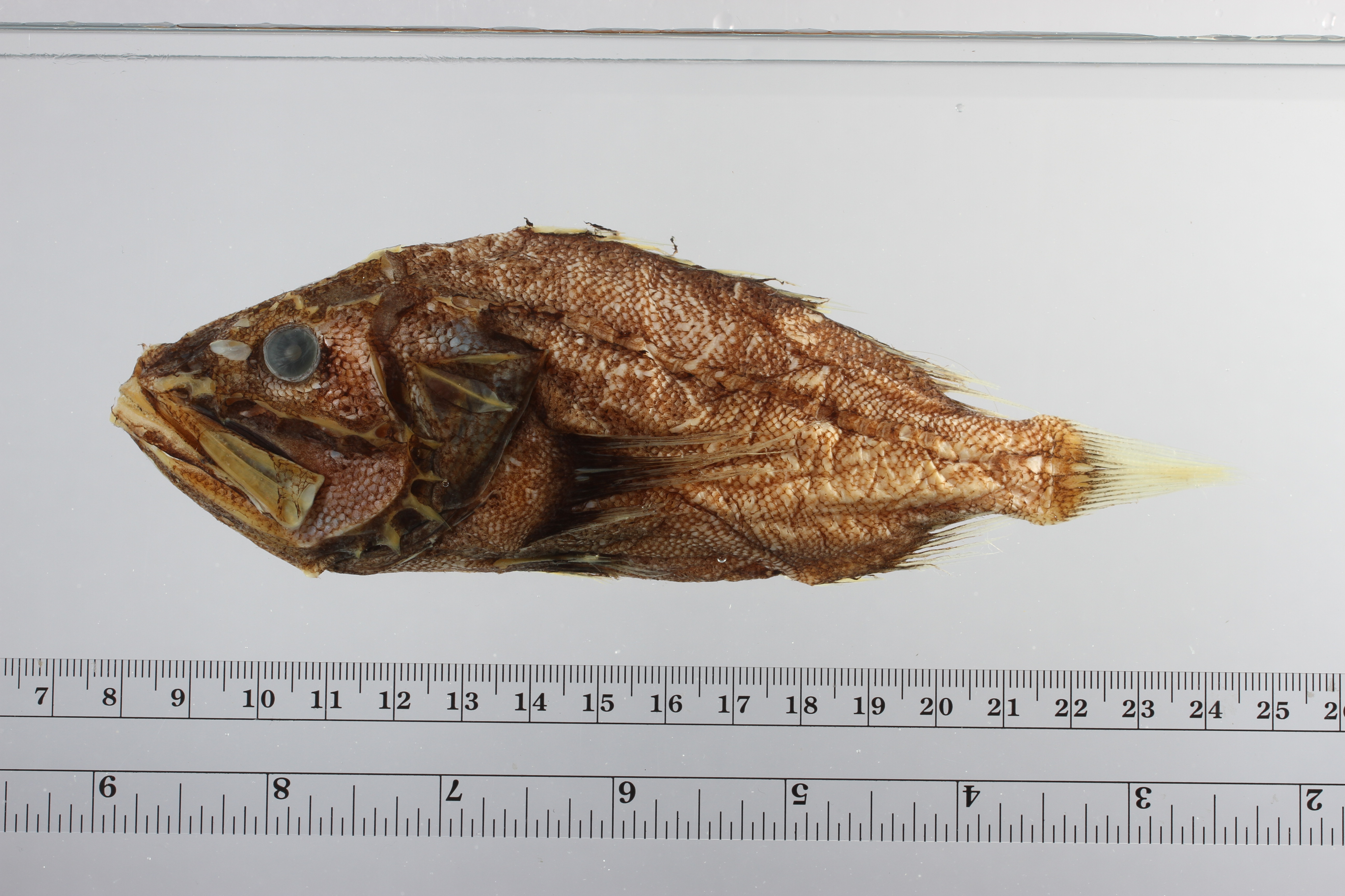 Midwater scorpionfish (Ectreposebastes imus) — Setarchidae — 3