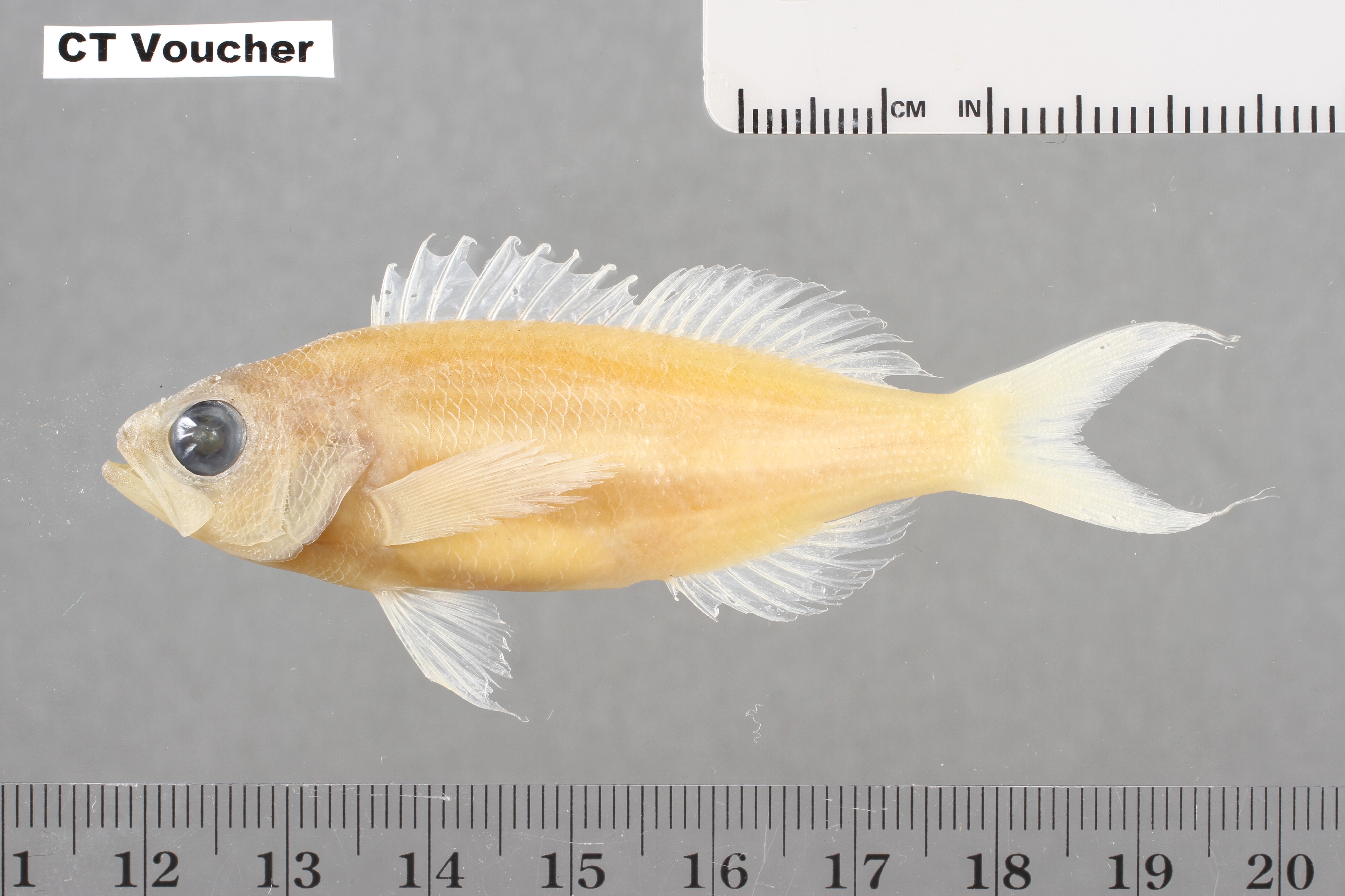 Choranthias tenuis thumbnail