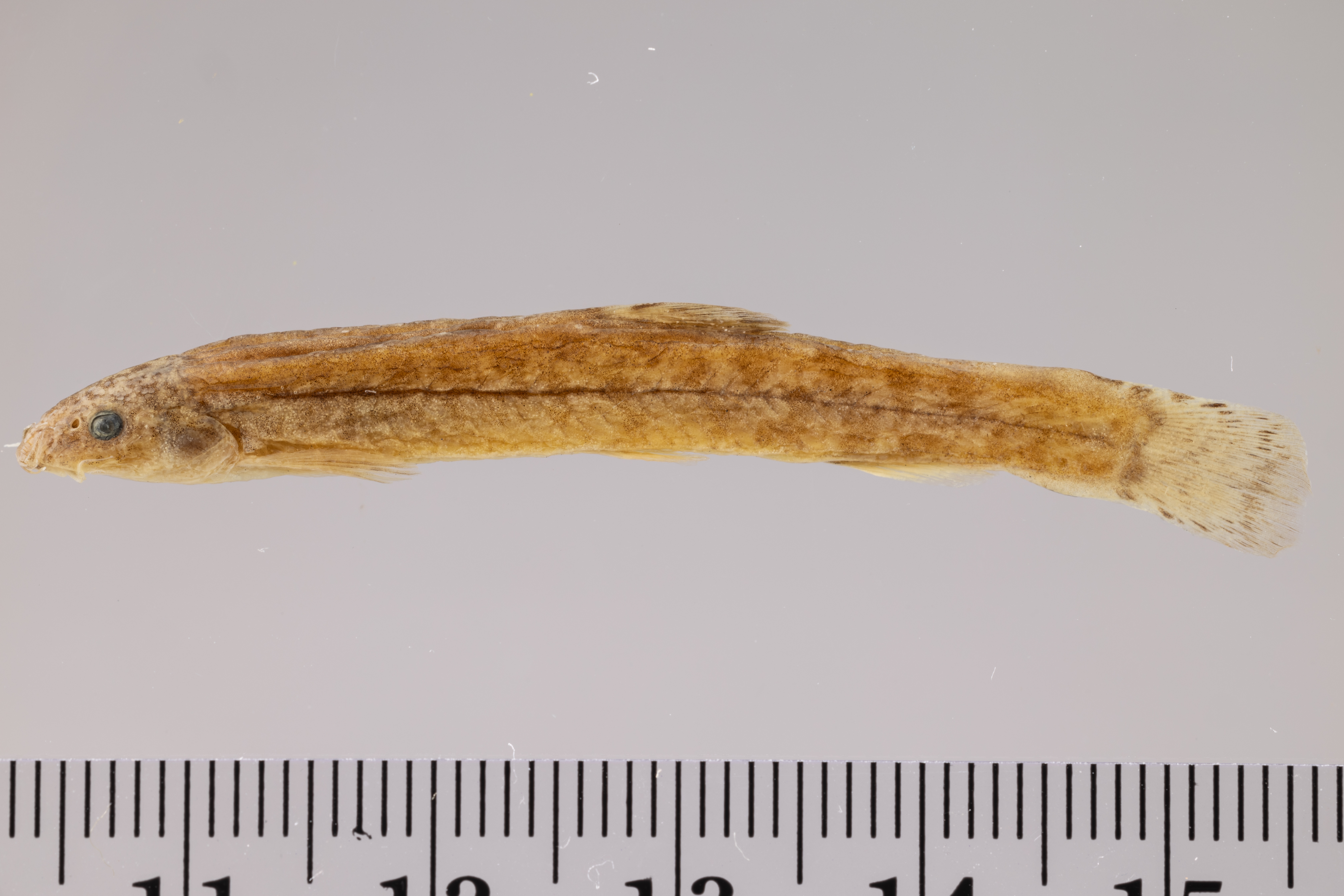 Afronemacheilus abyssinicus