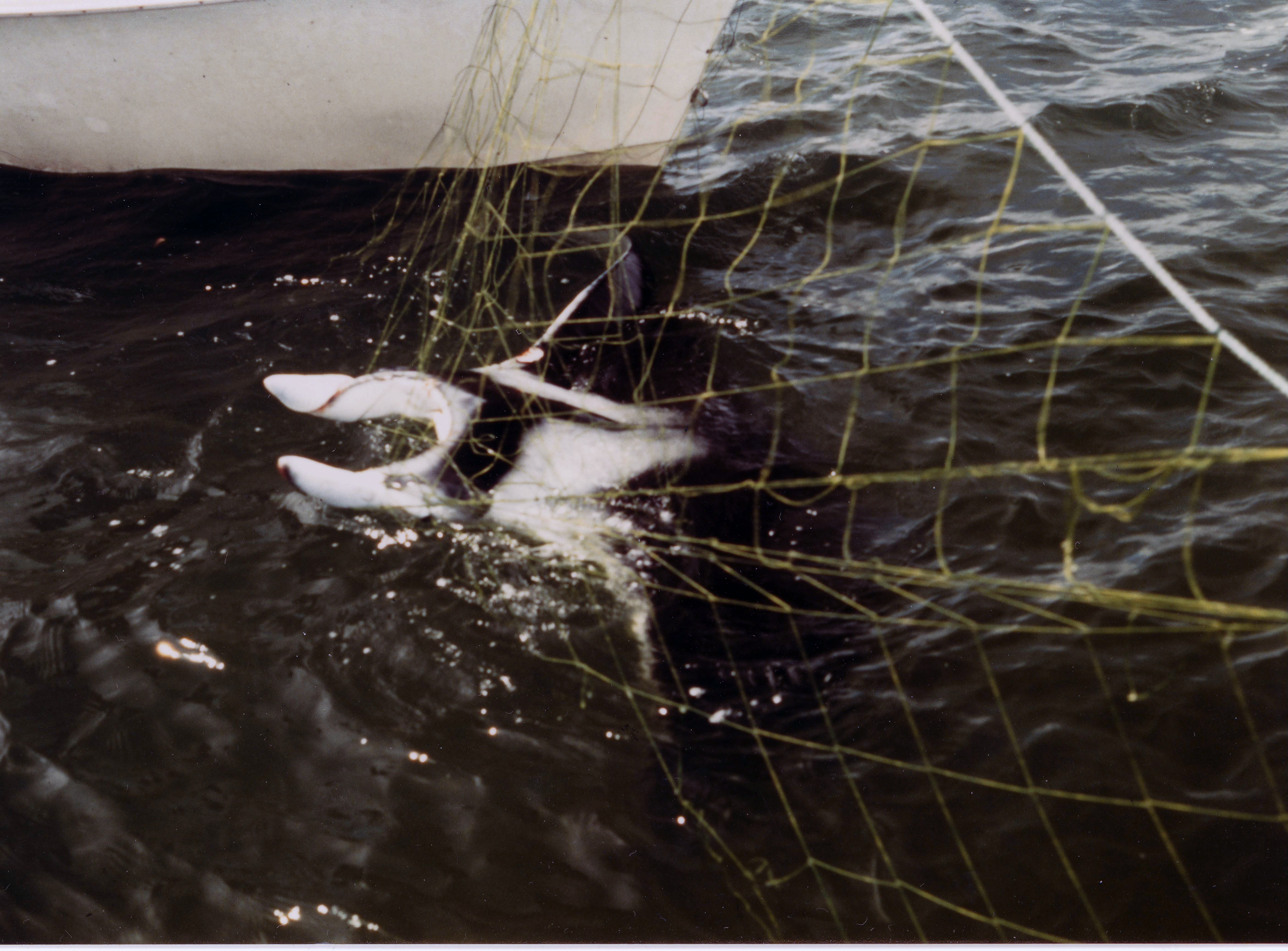 Reuzenmanta (Manta birostris) — Myliobatidae