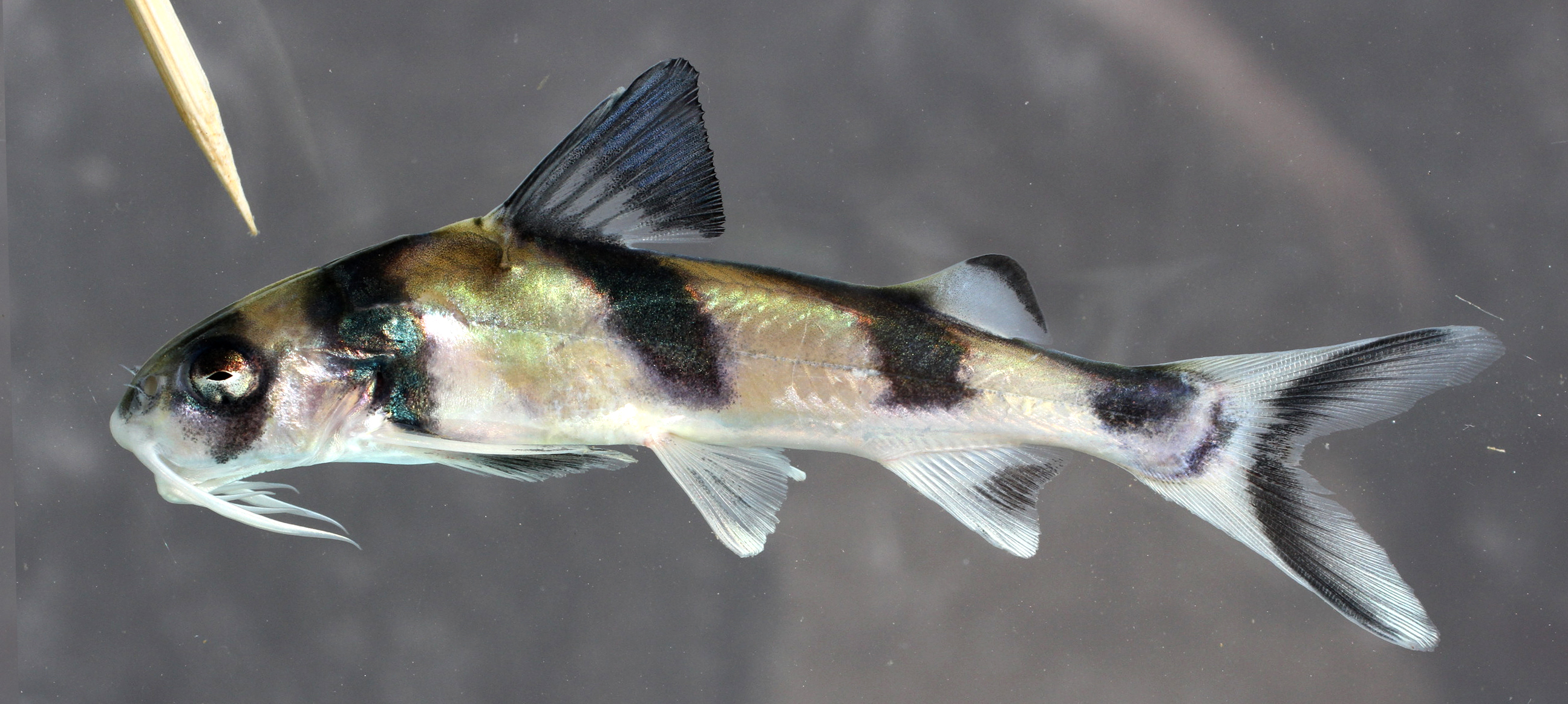 Threadfin gagata (Gagata dolichonema) — Sisoridae