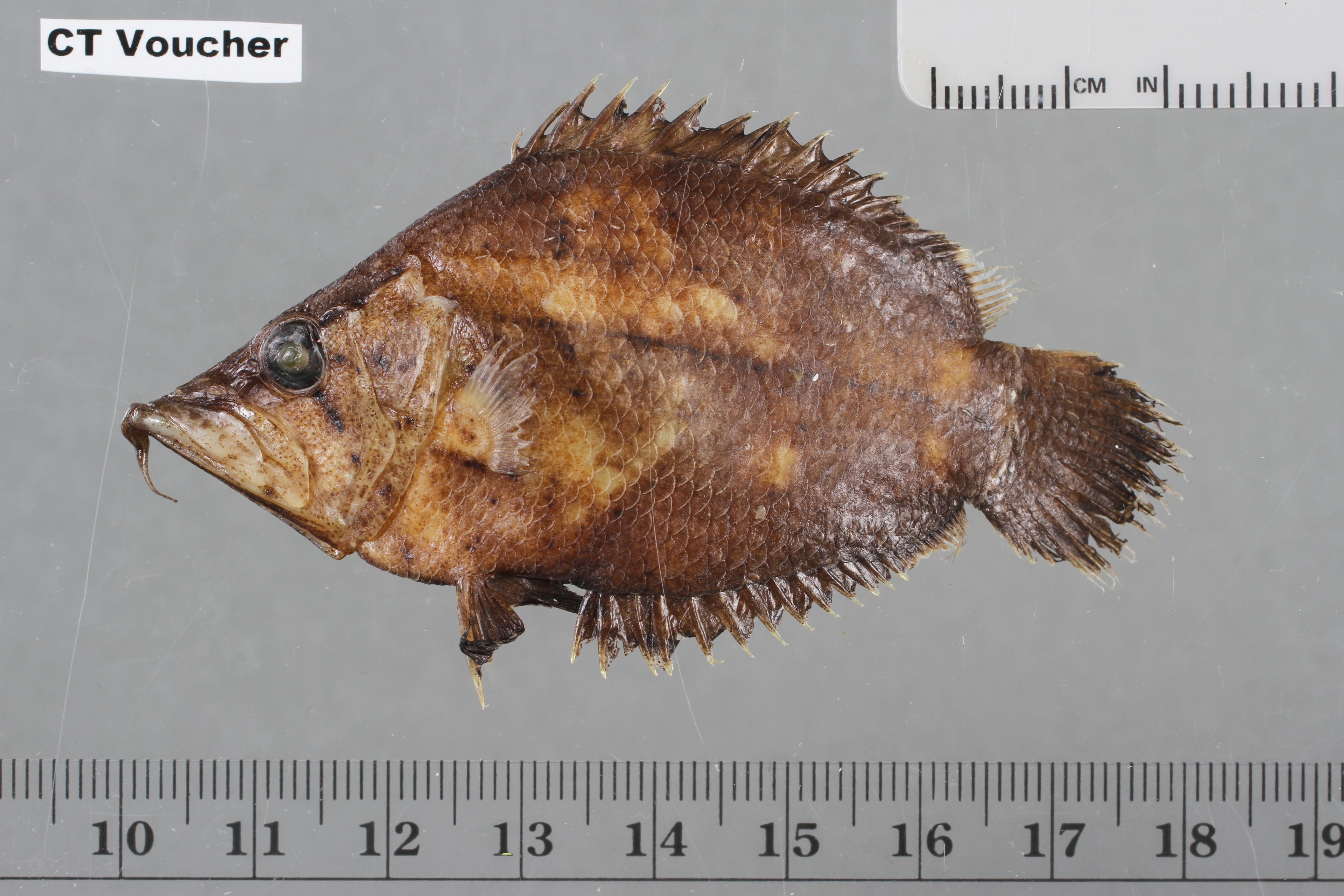 Amazon leaffish (Monocirrhus polyacanthus) — Polycentridae — 3