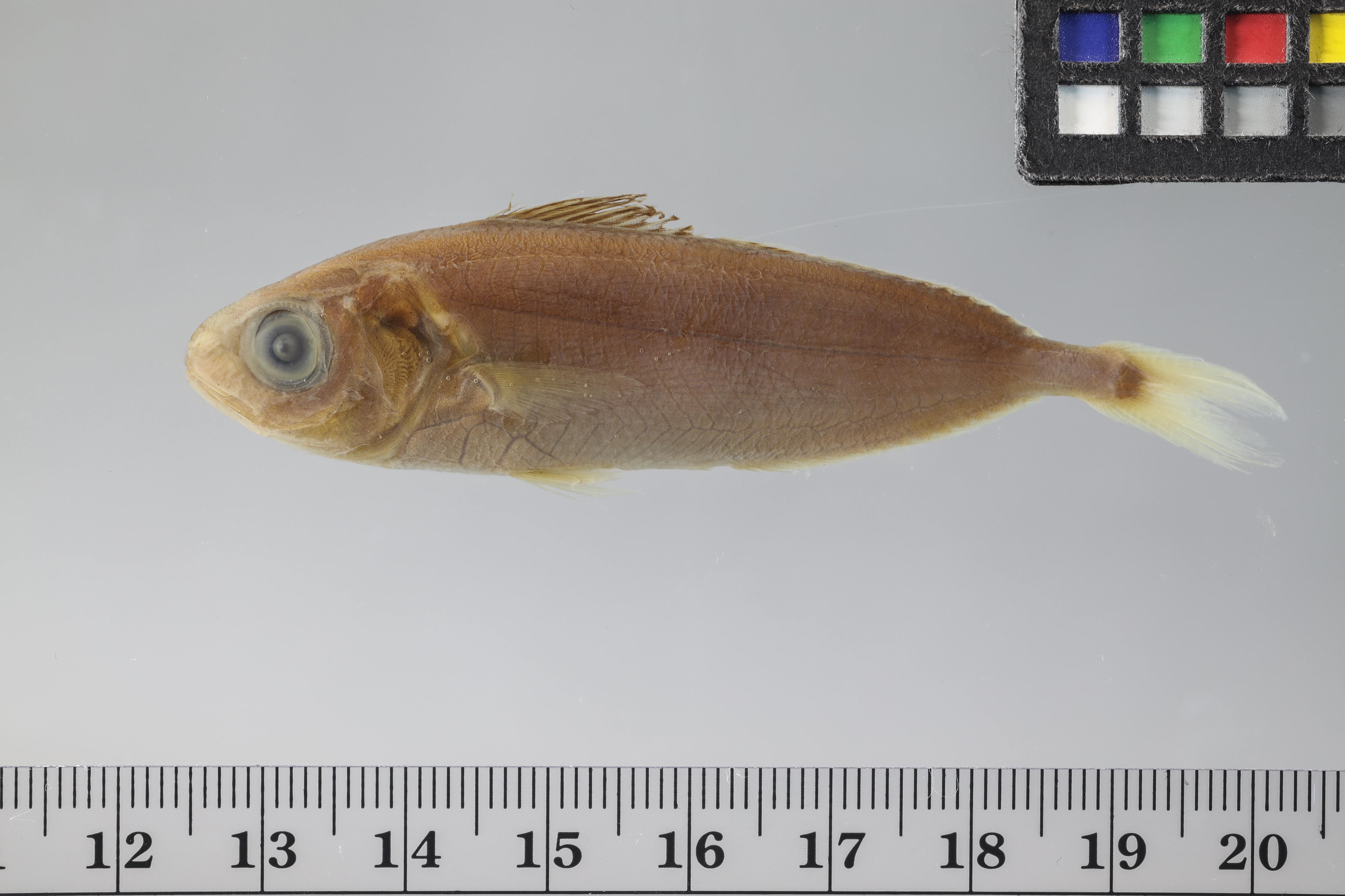 Ariomma bondi