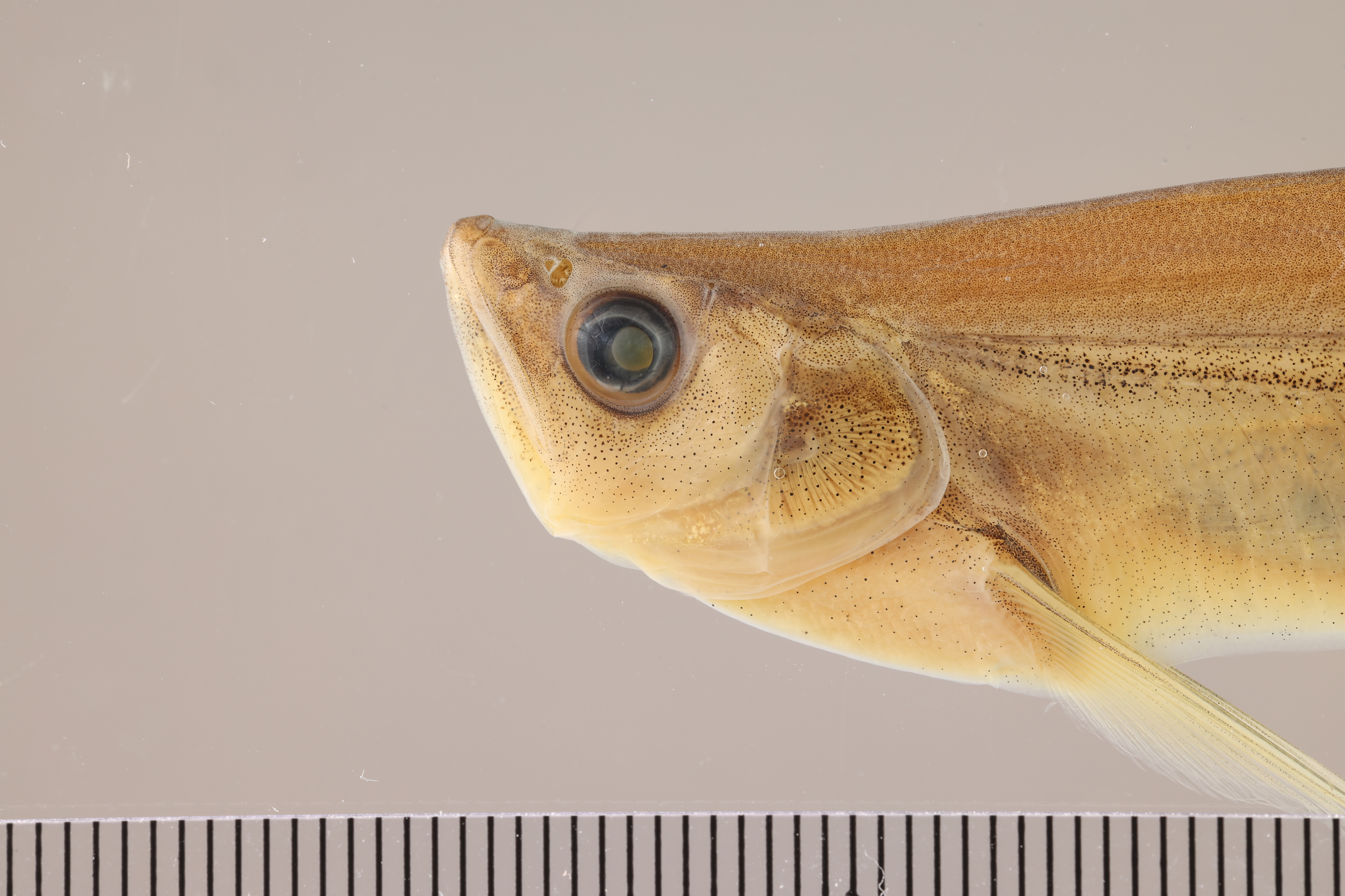 Sword minnow (Macrochirichthys macrochirus) — Cyprinidae — 4