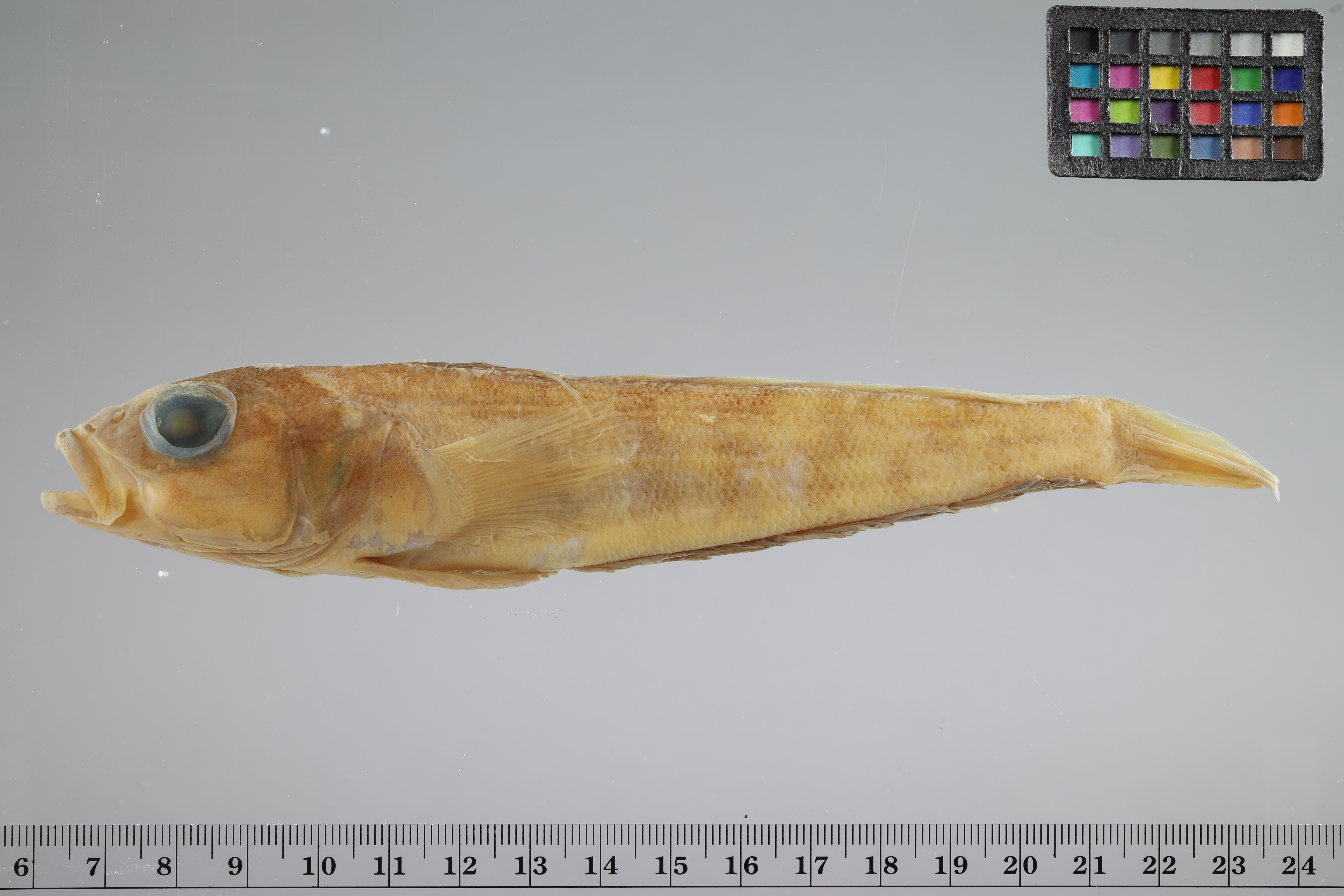 Patagonian rockcod (Patagonotothen brevicauda) — Nototheniidae — 2