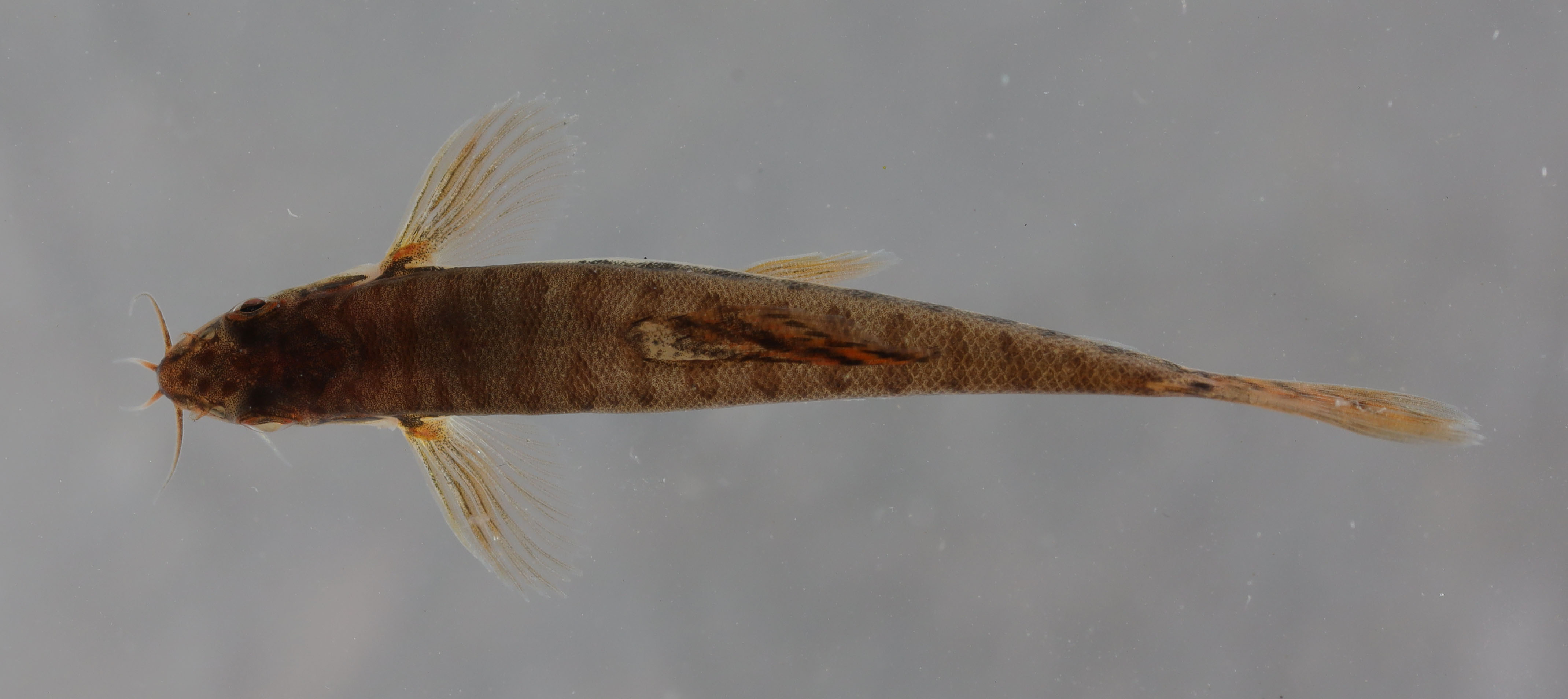 Paracanthocobitis nigrolineata