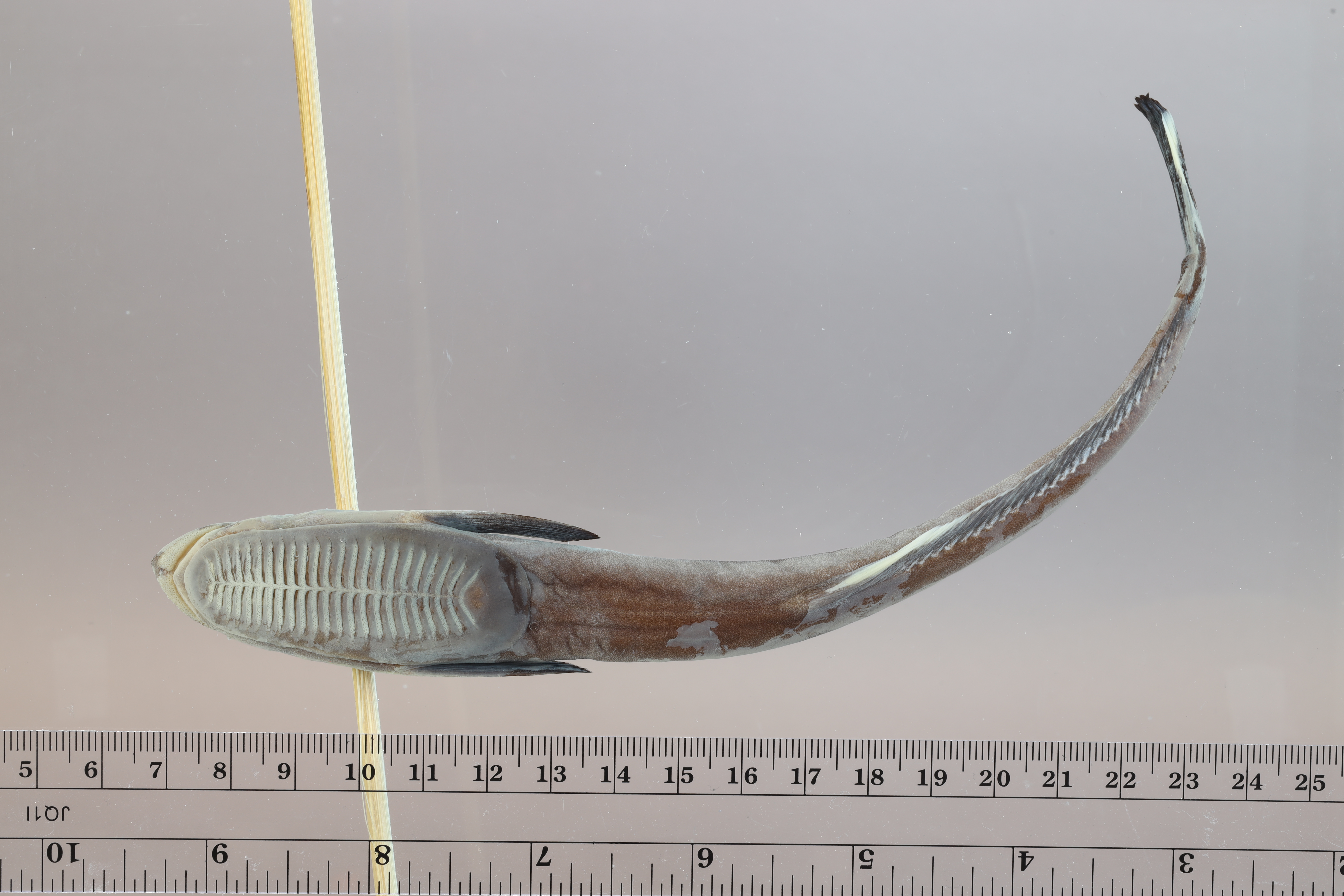 Echeneis neucratoides thumbnail