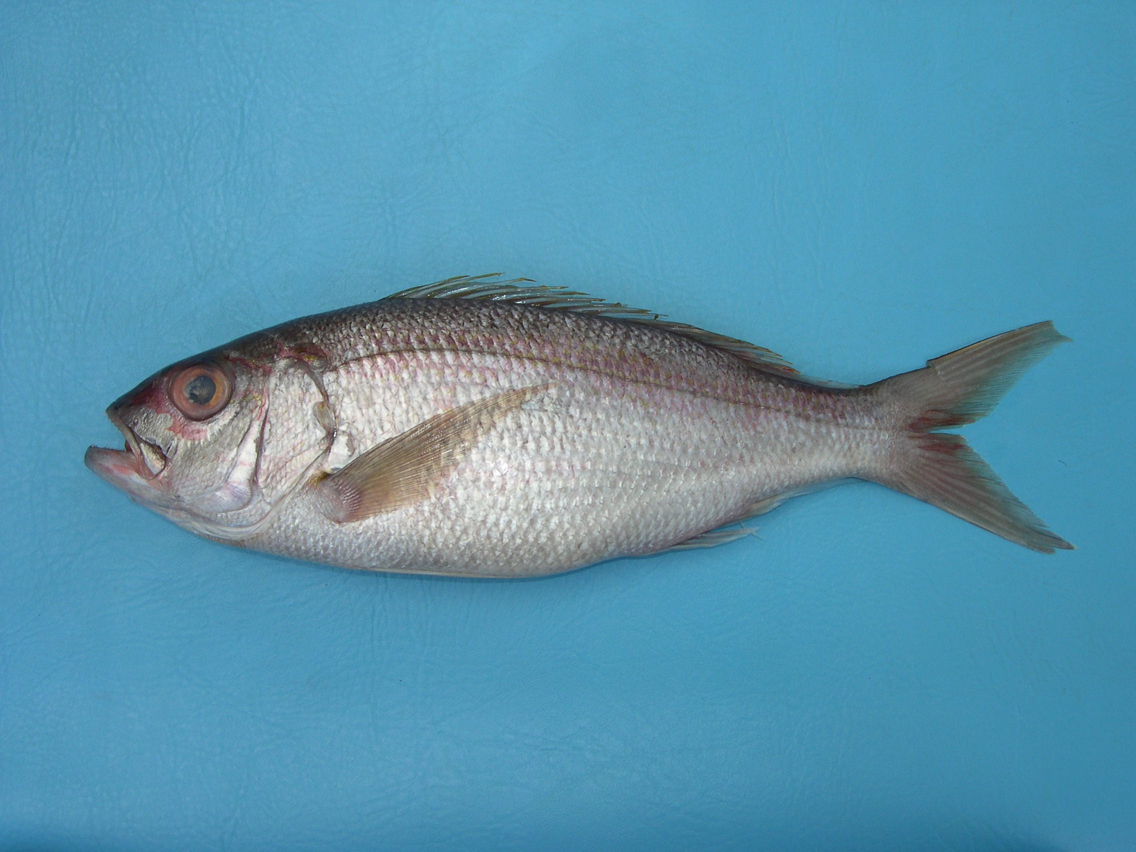 Pristipomoides typus