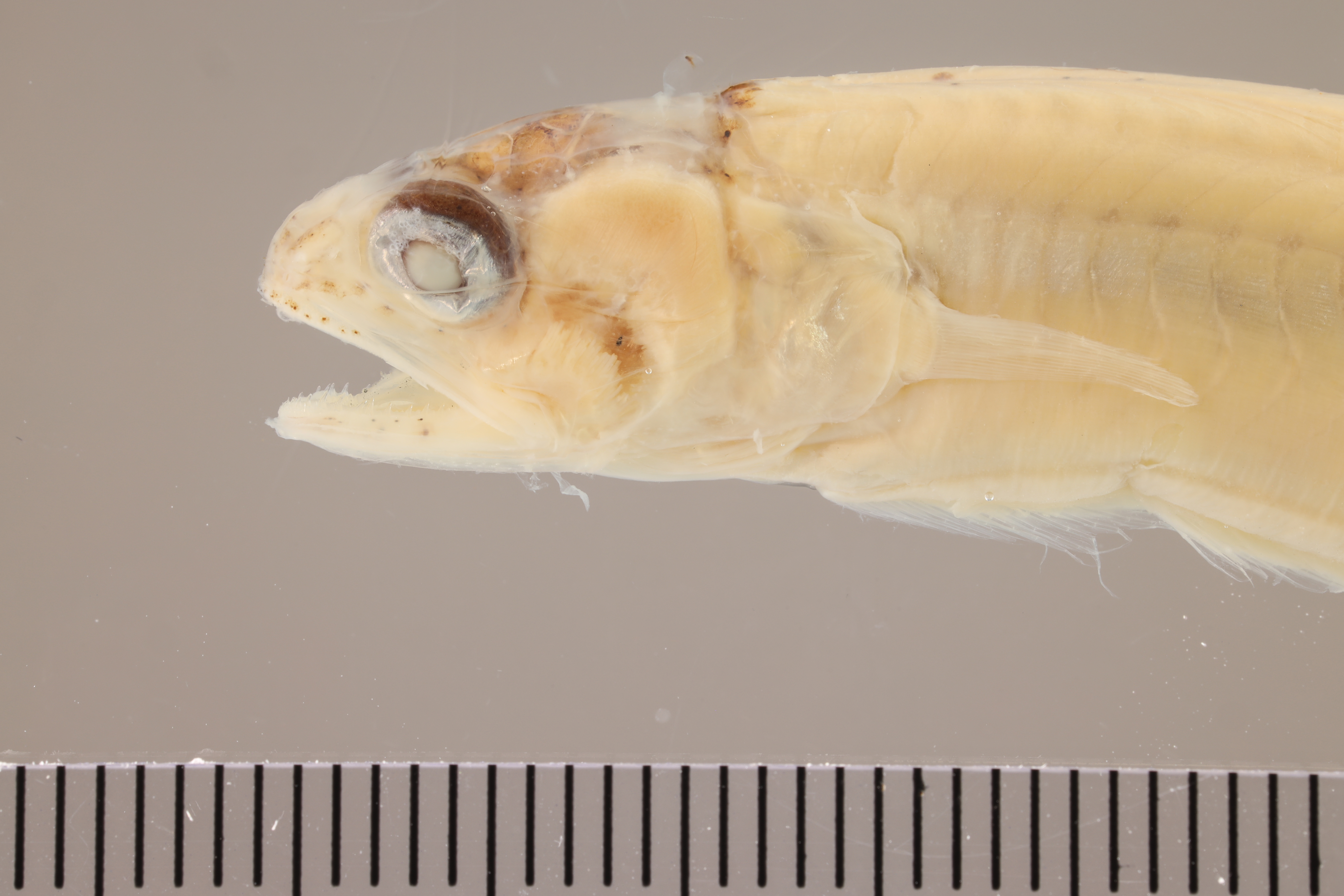 Pearlfish (Carapus bermudensis) — Carapidae — 3
