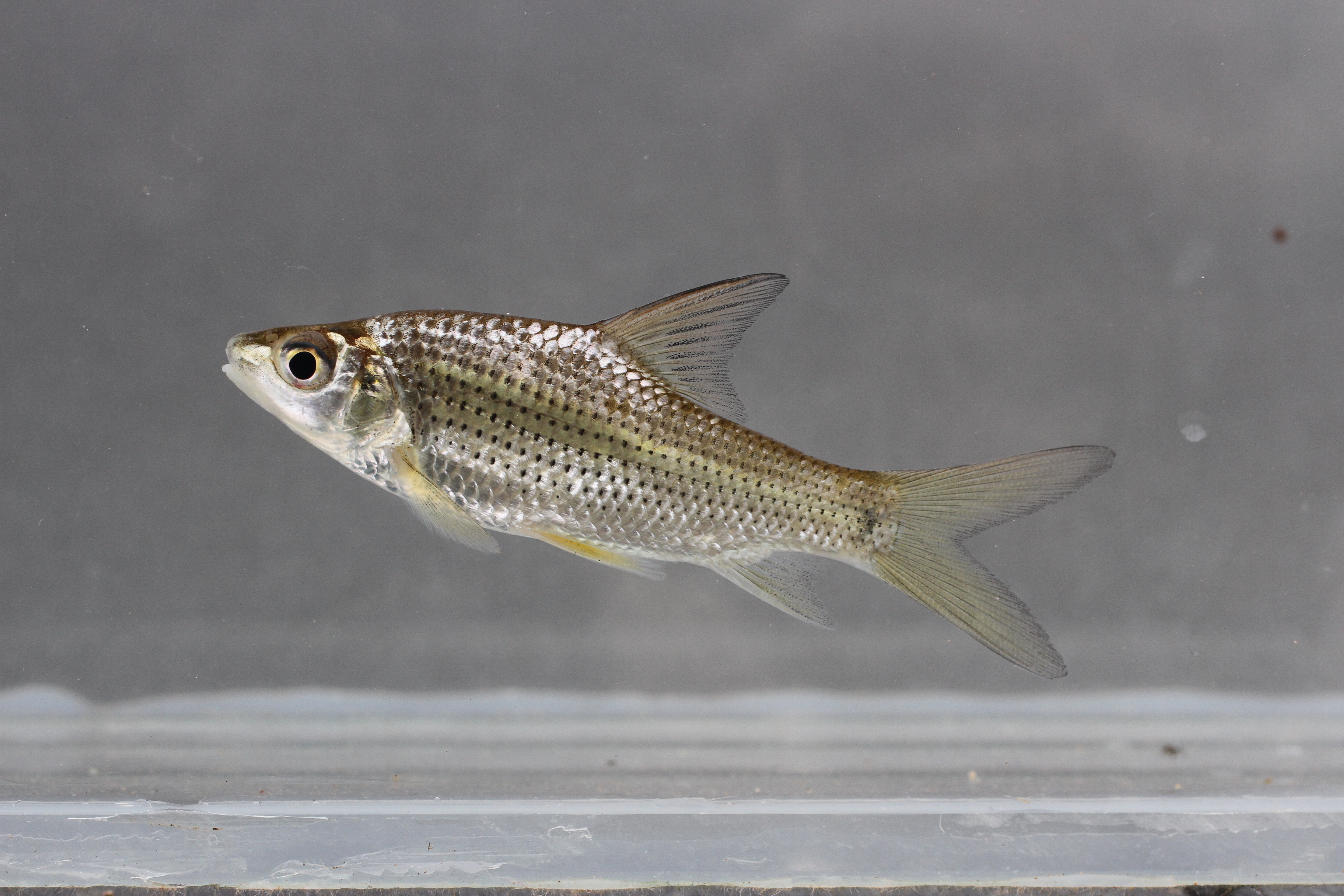 Repasson-barbeel (Anematichthys repasson) — Cyprinidae