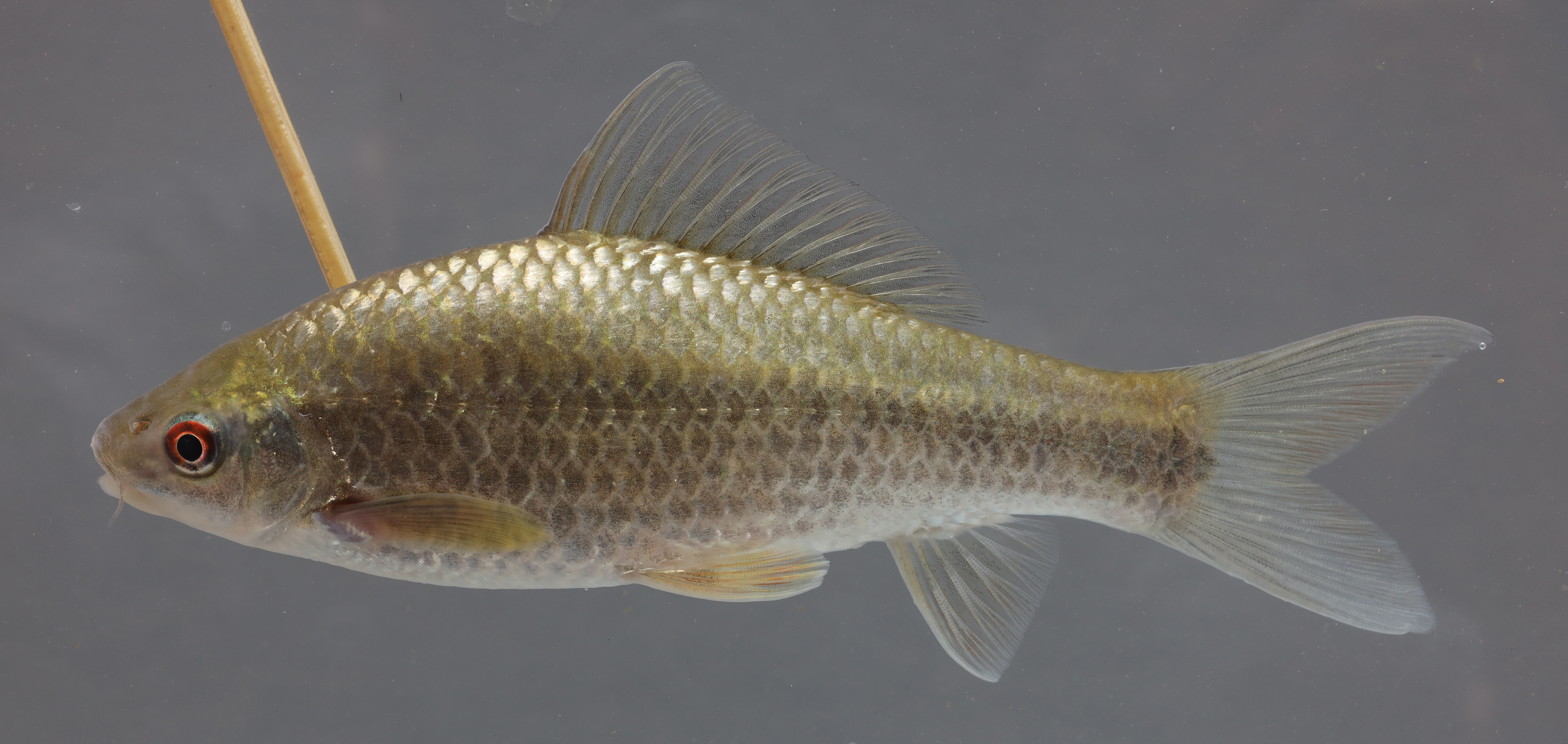 Osteochilus lini