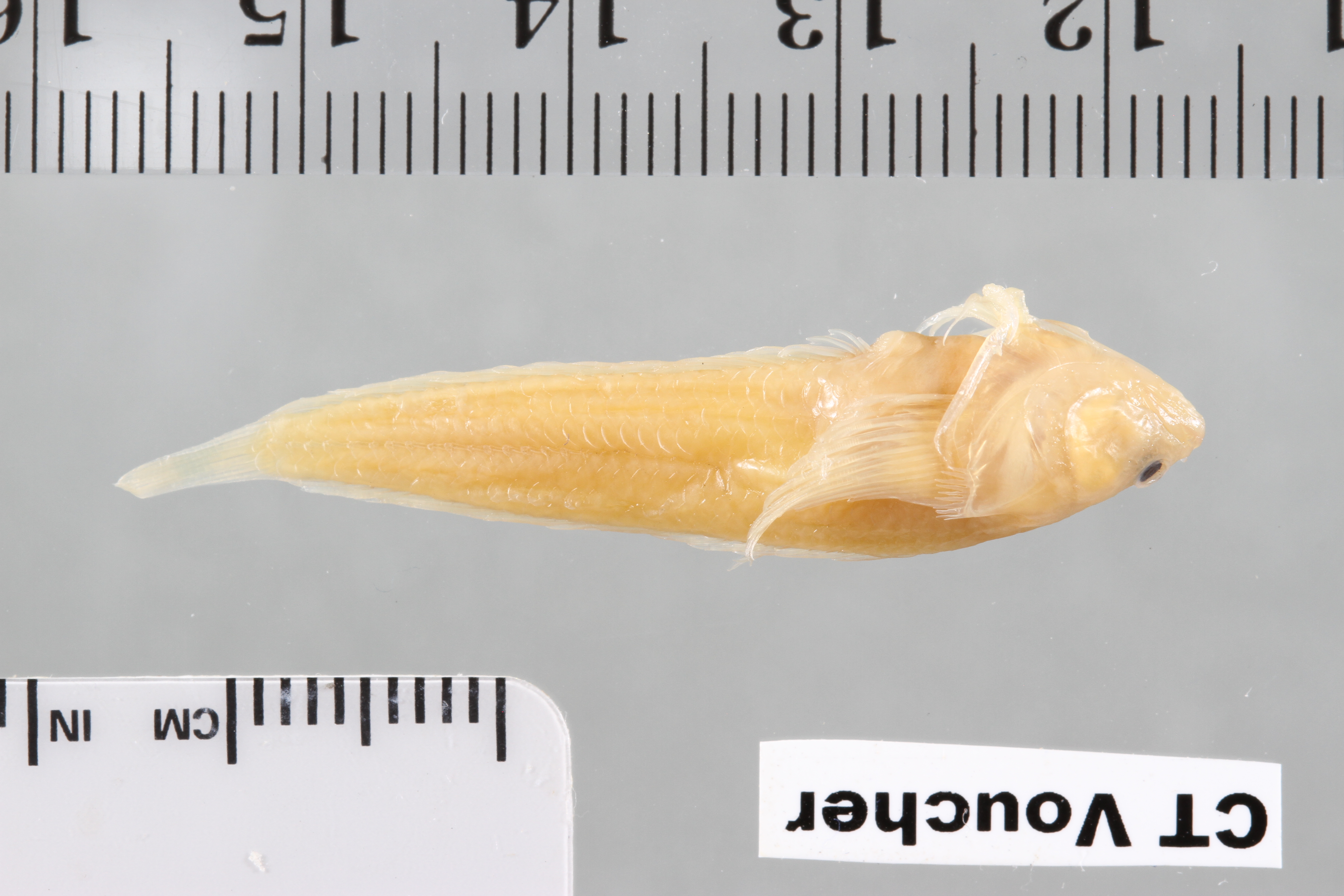 Storrsia olsoni
