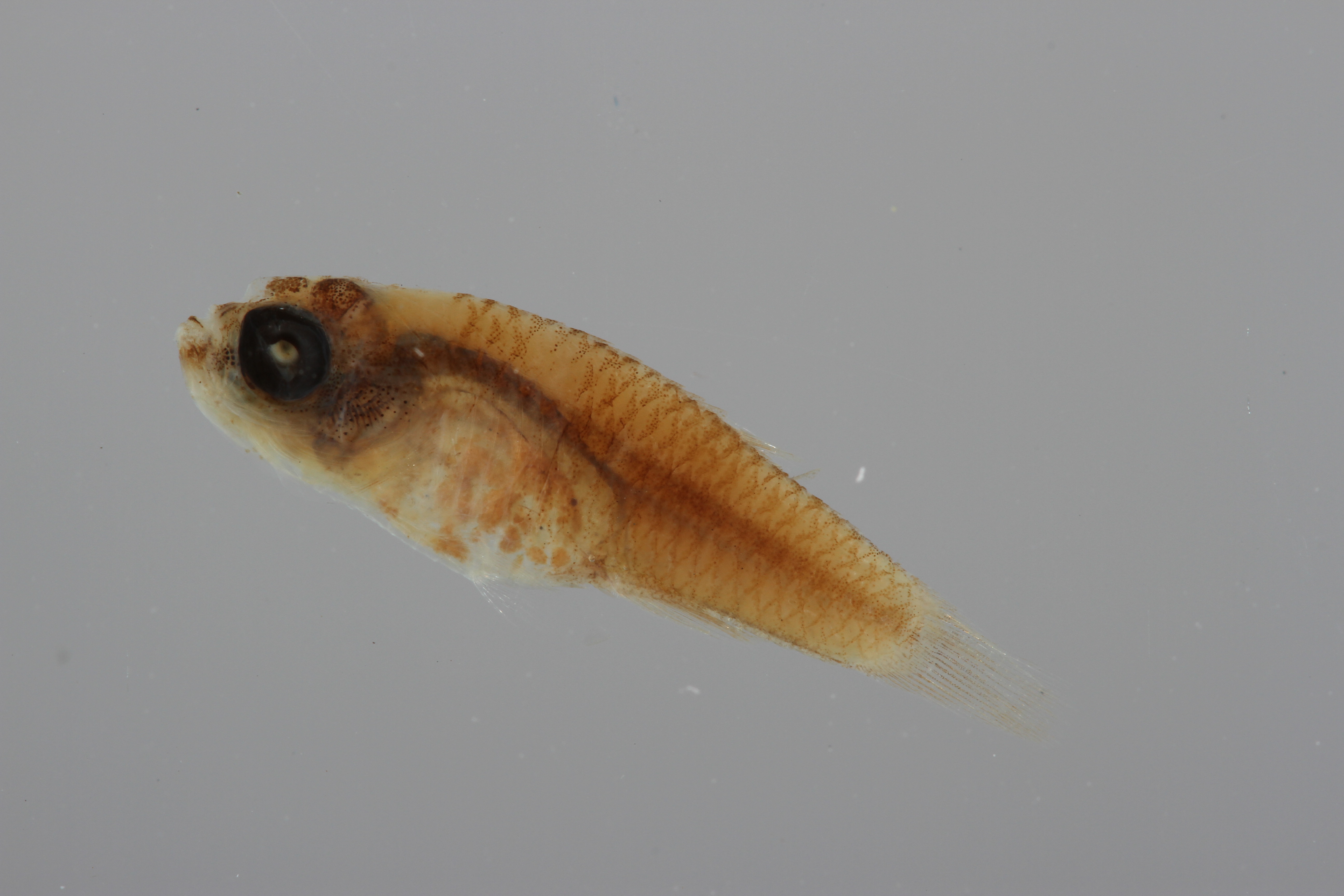 Cubanichthys cubensis thumbnail
