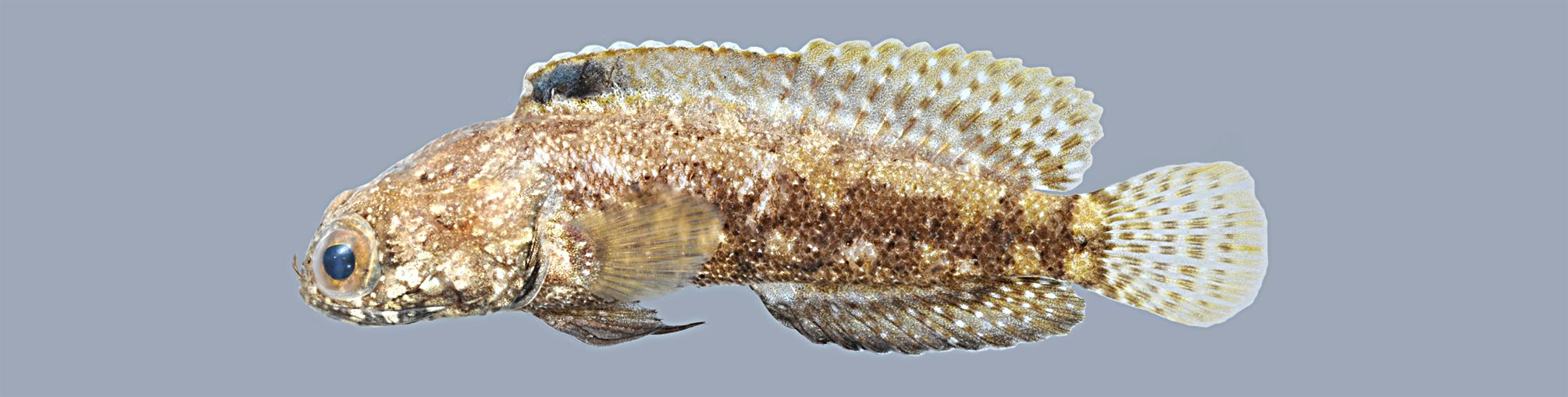 Dusky jawfish (Opistognathus whitehursti) — Opistognathidae — 5