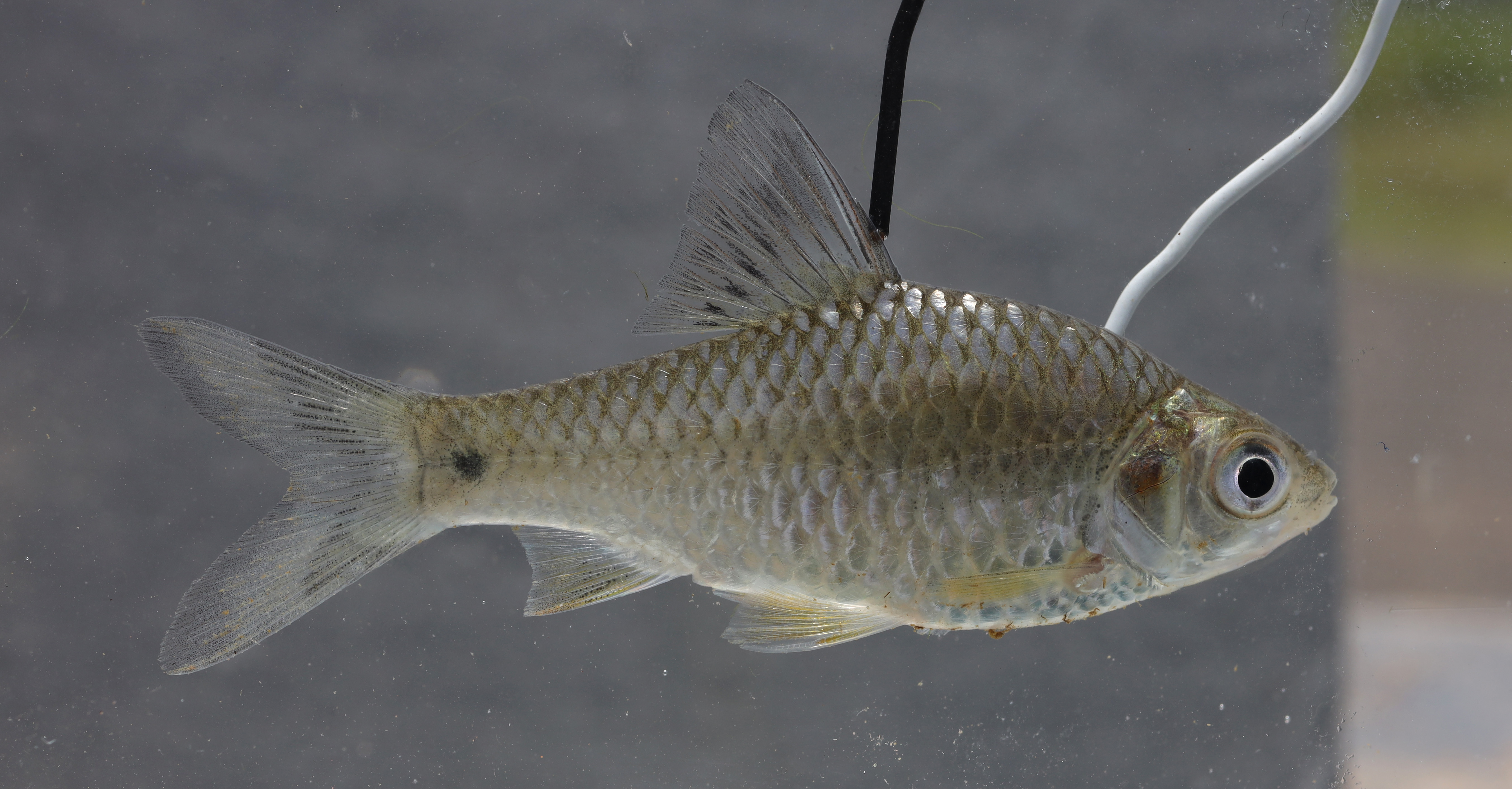 Swamp barb (Puntius brevis) — Cyprinidae — 4