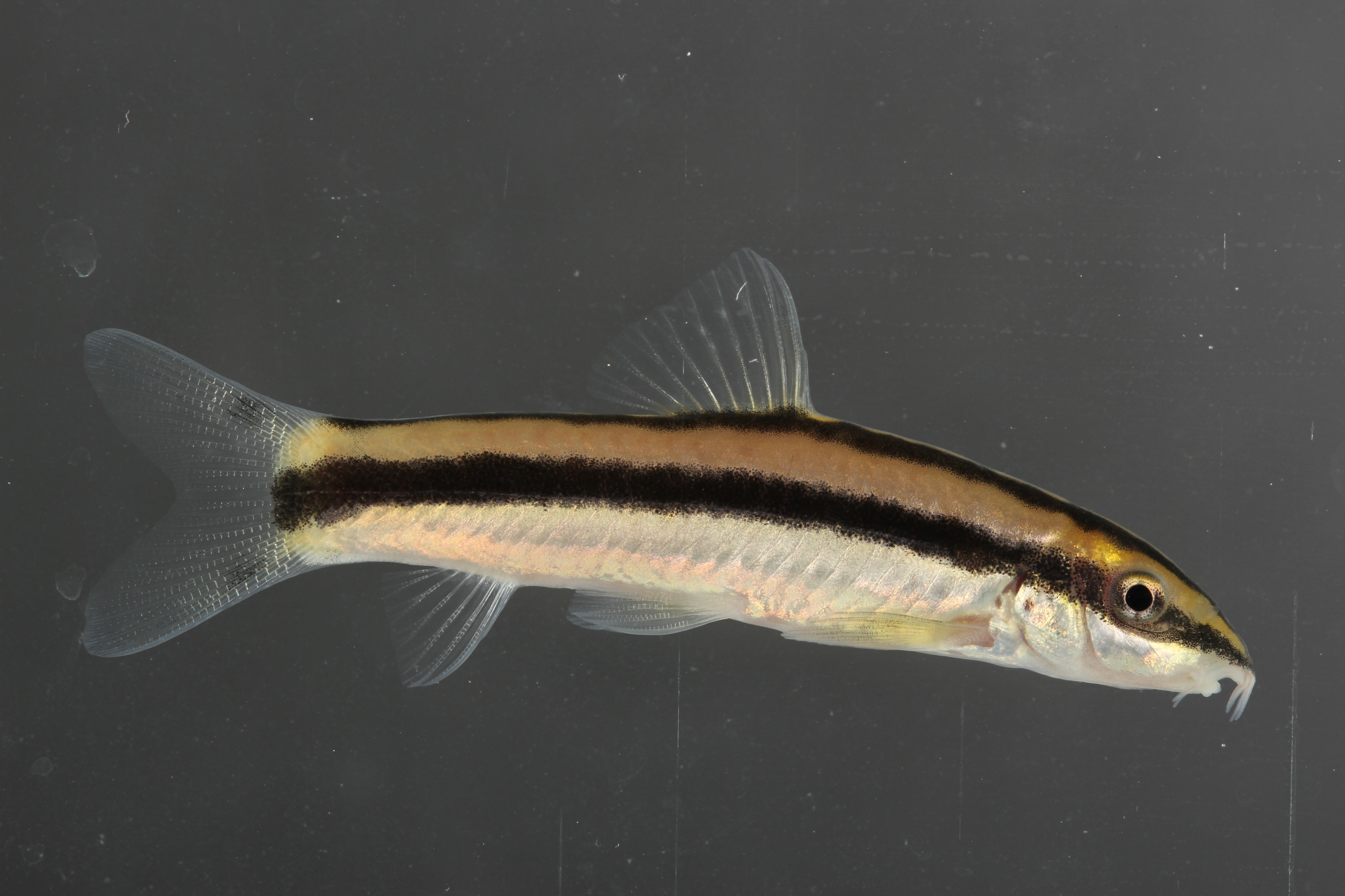 Blacklined loach (Ambastaia nigrolineata) — Cobitidae