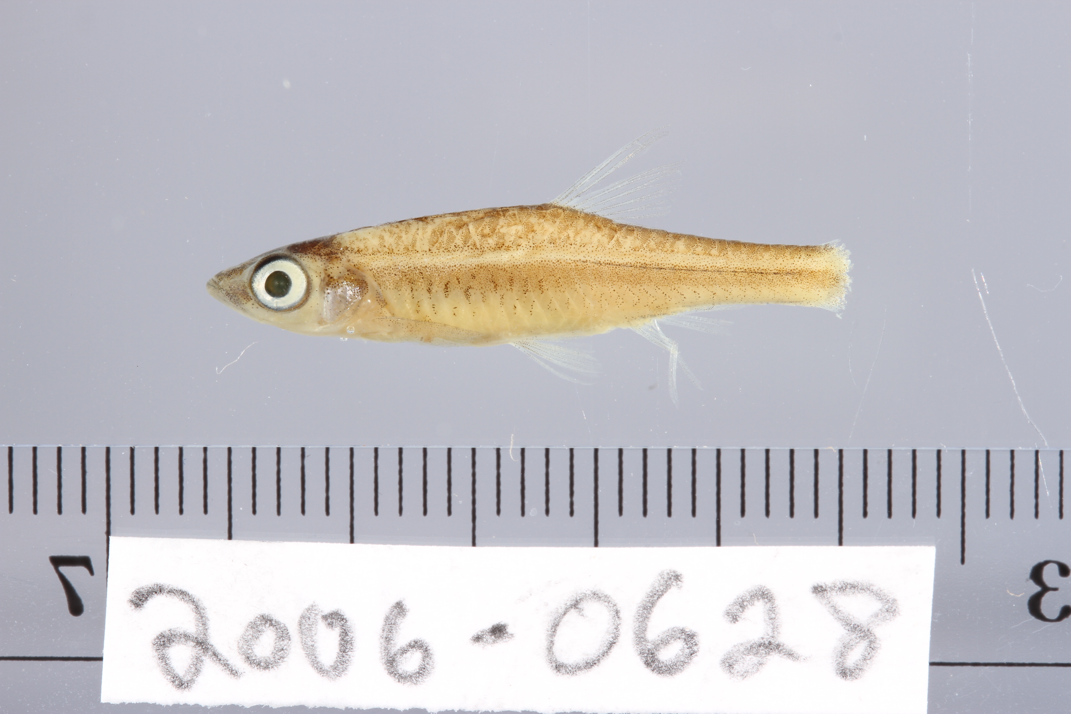 Roodlijn-rasbora (Trigonopoma pauciperforatum) — Cyprinidae — 3