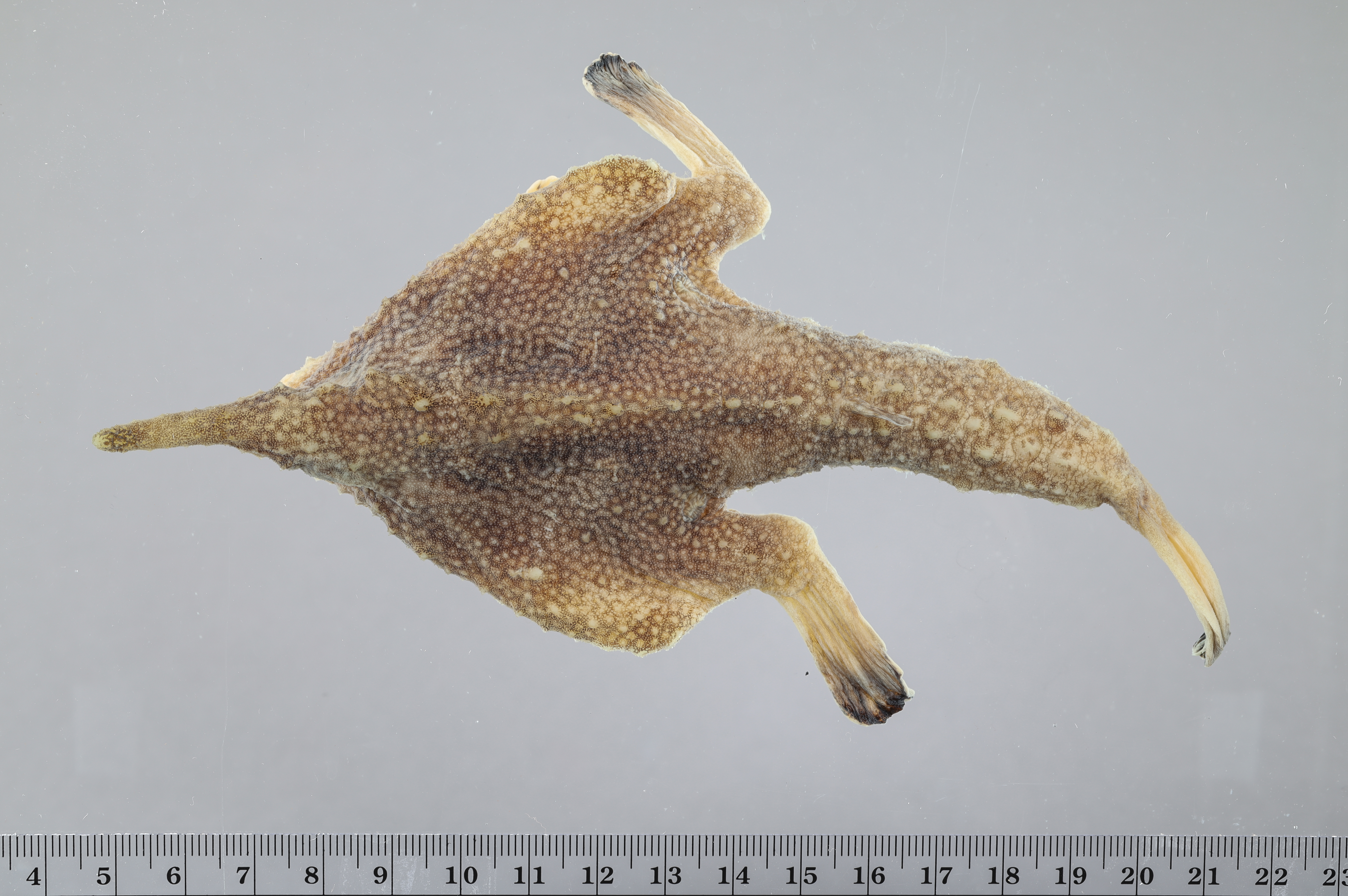 Ogcocephalus corniger thumbnail