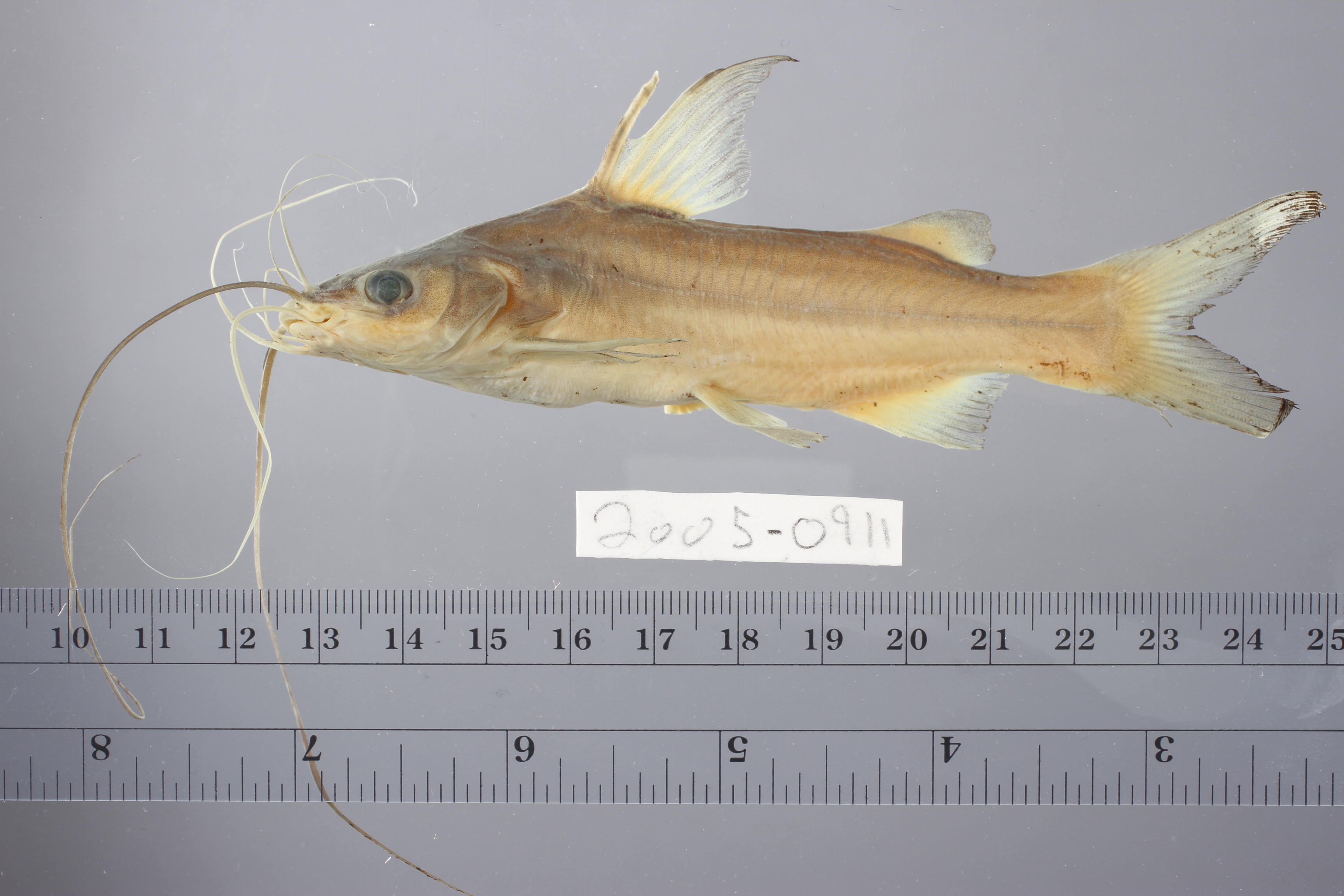 Wolff's mystus (Mystus wolffii) — Bagridae — 5