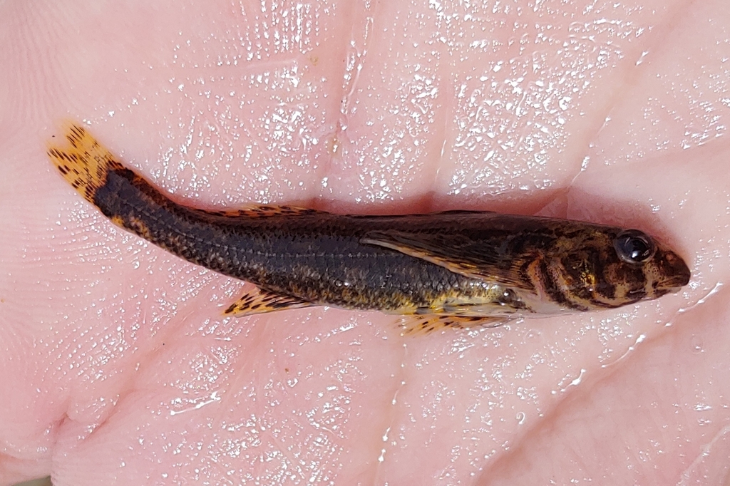 Harlequin darter (Etheostoma histrio) — Percidae — 3