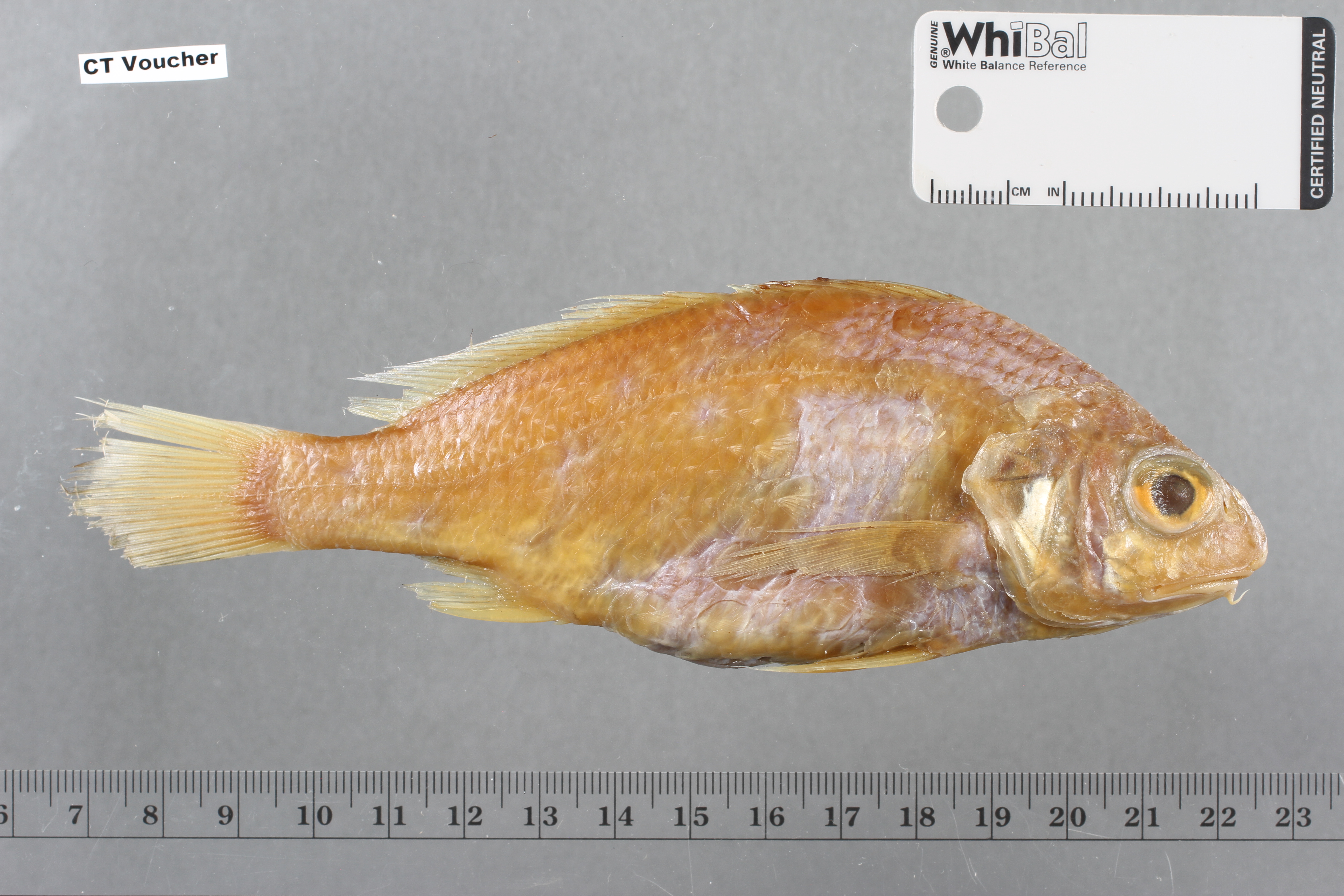 Barbel drum (Ctenosciaena gracilicirrhus) — Sciaenidae — 2